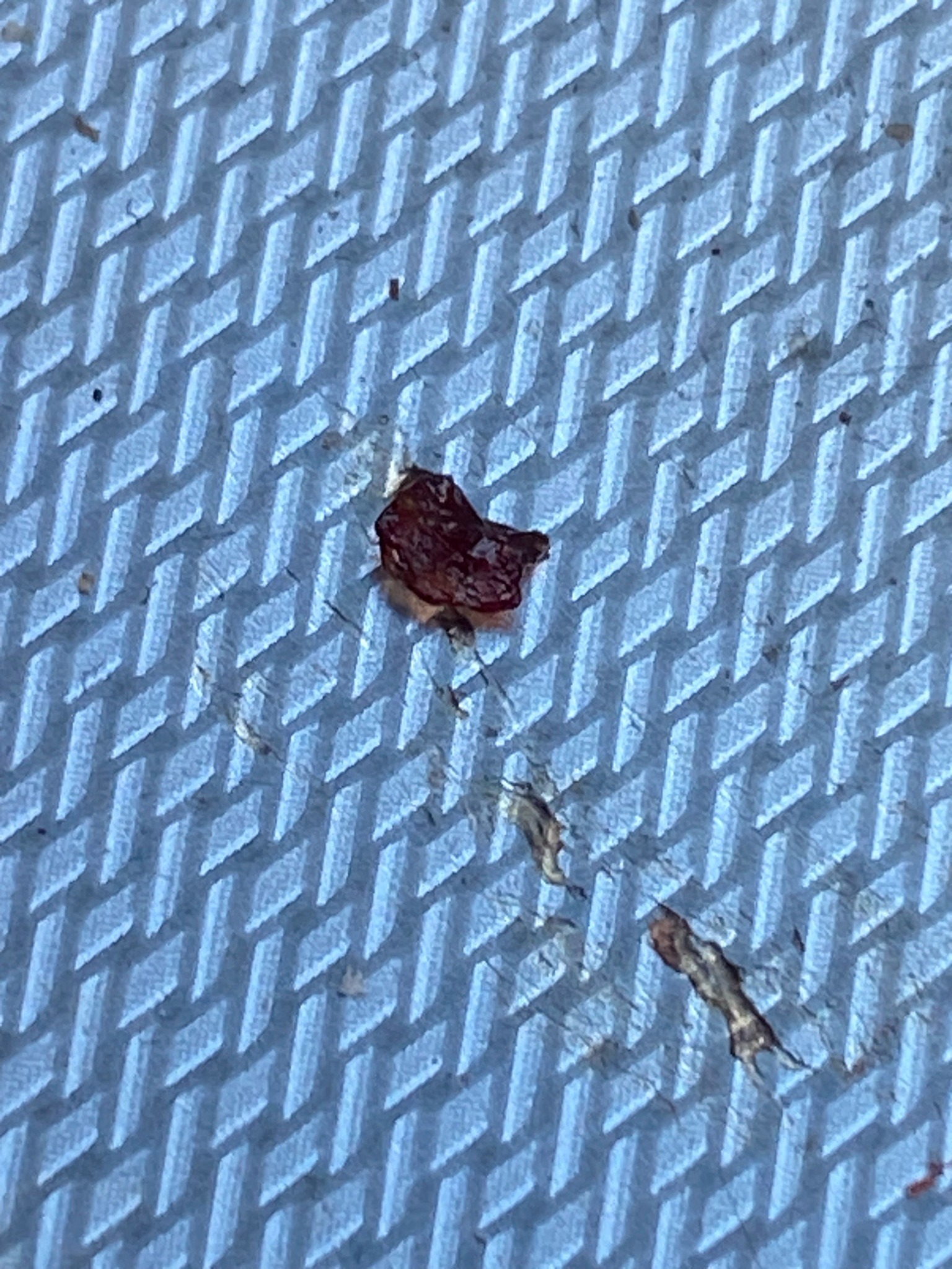 Bed Bug