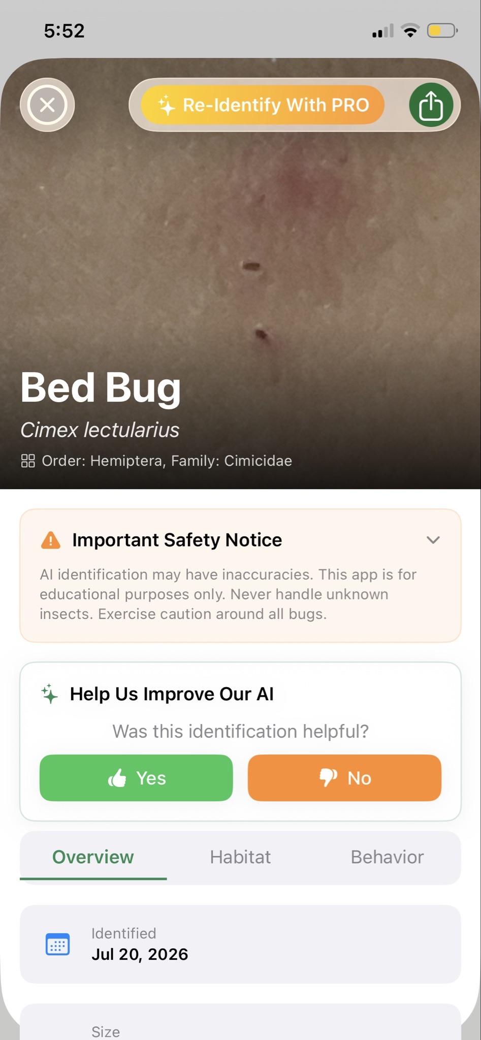 Bed Bug