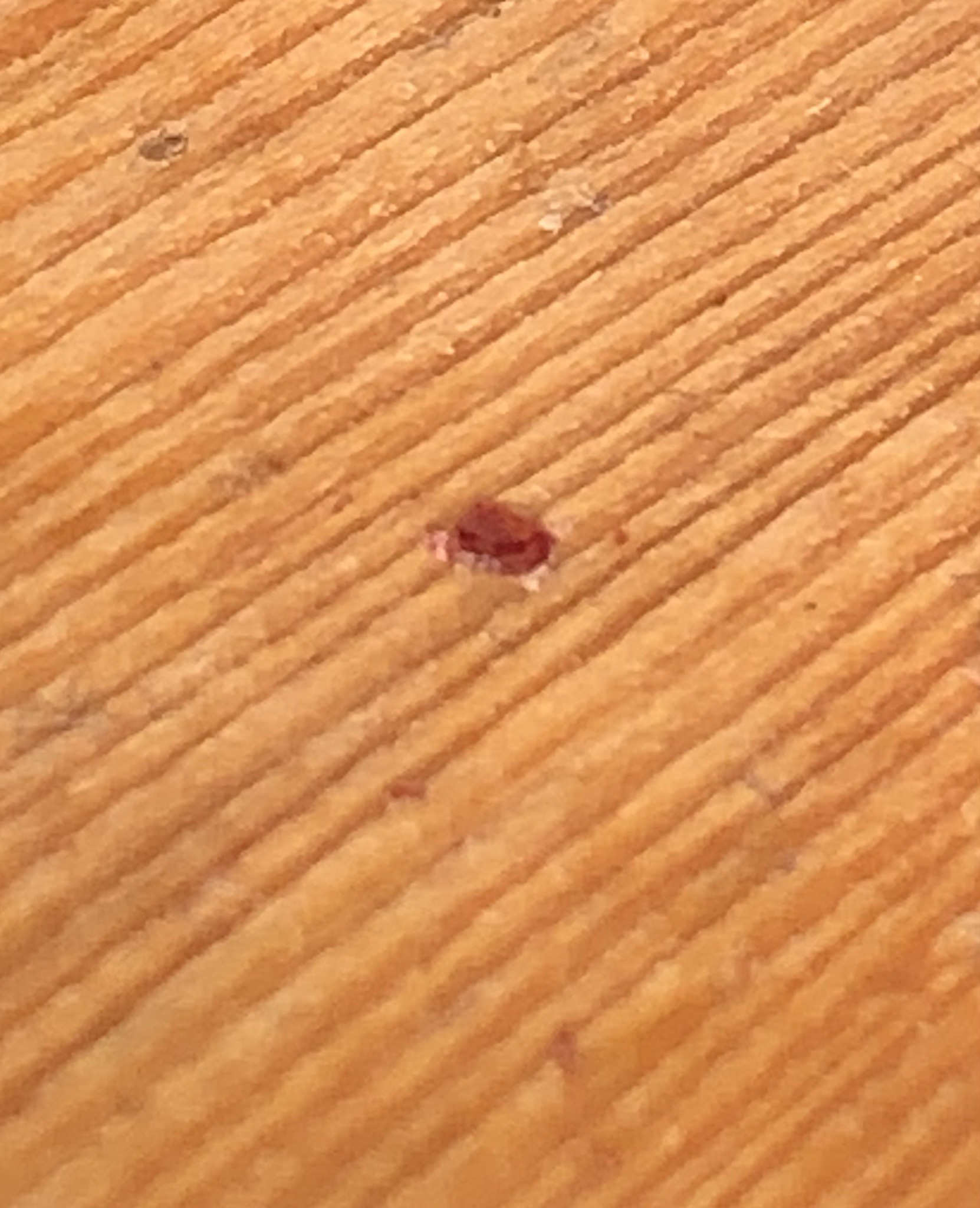 Bed bug