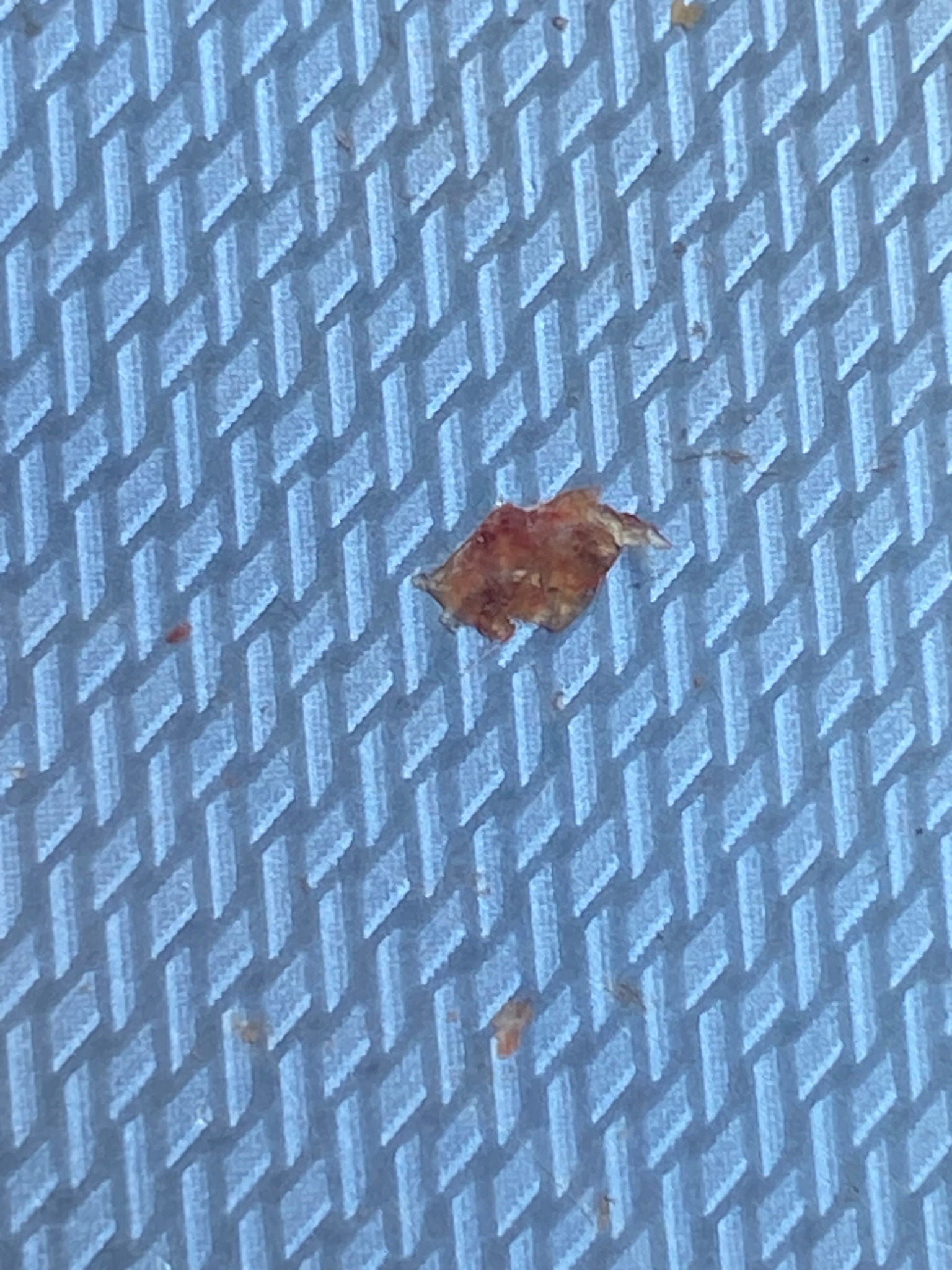 Bed Bug