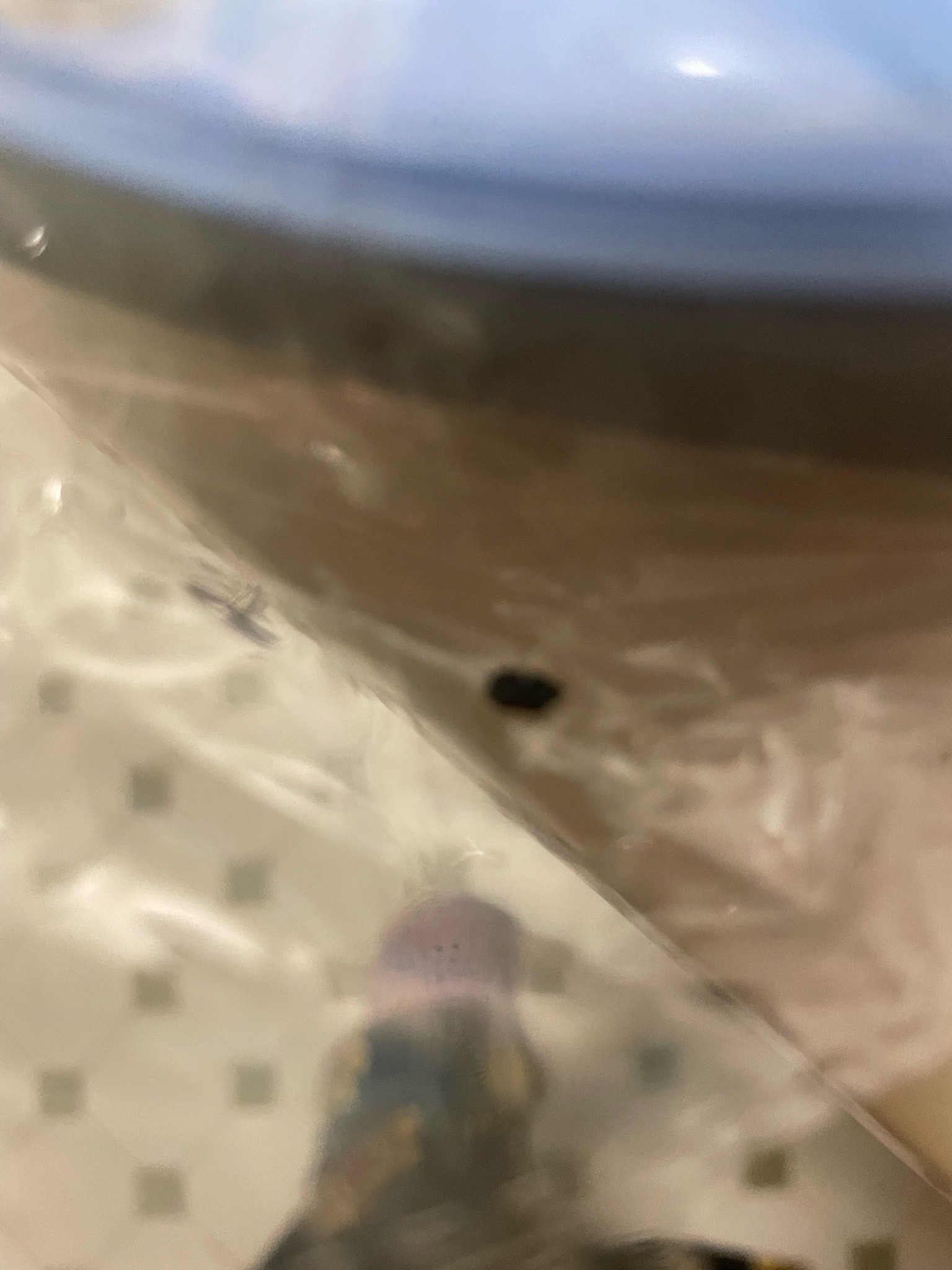 Bed Bug