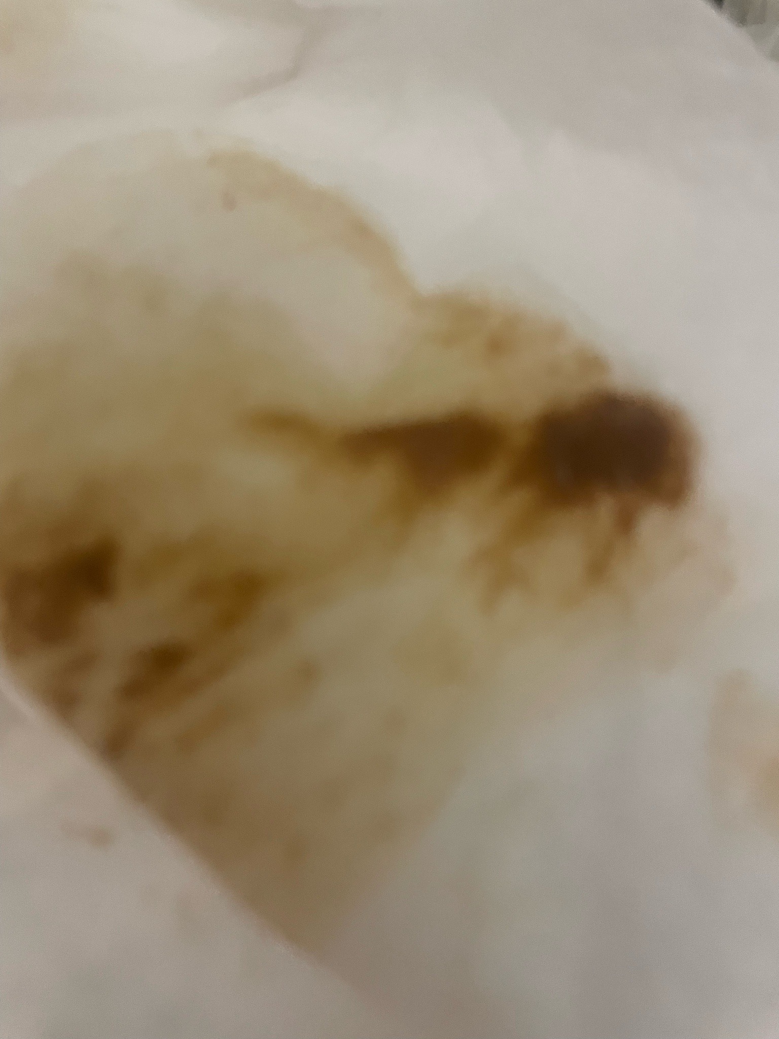 Bed Bug