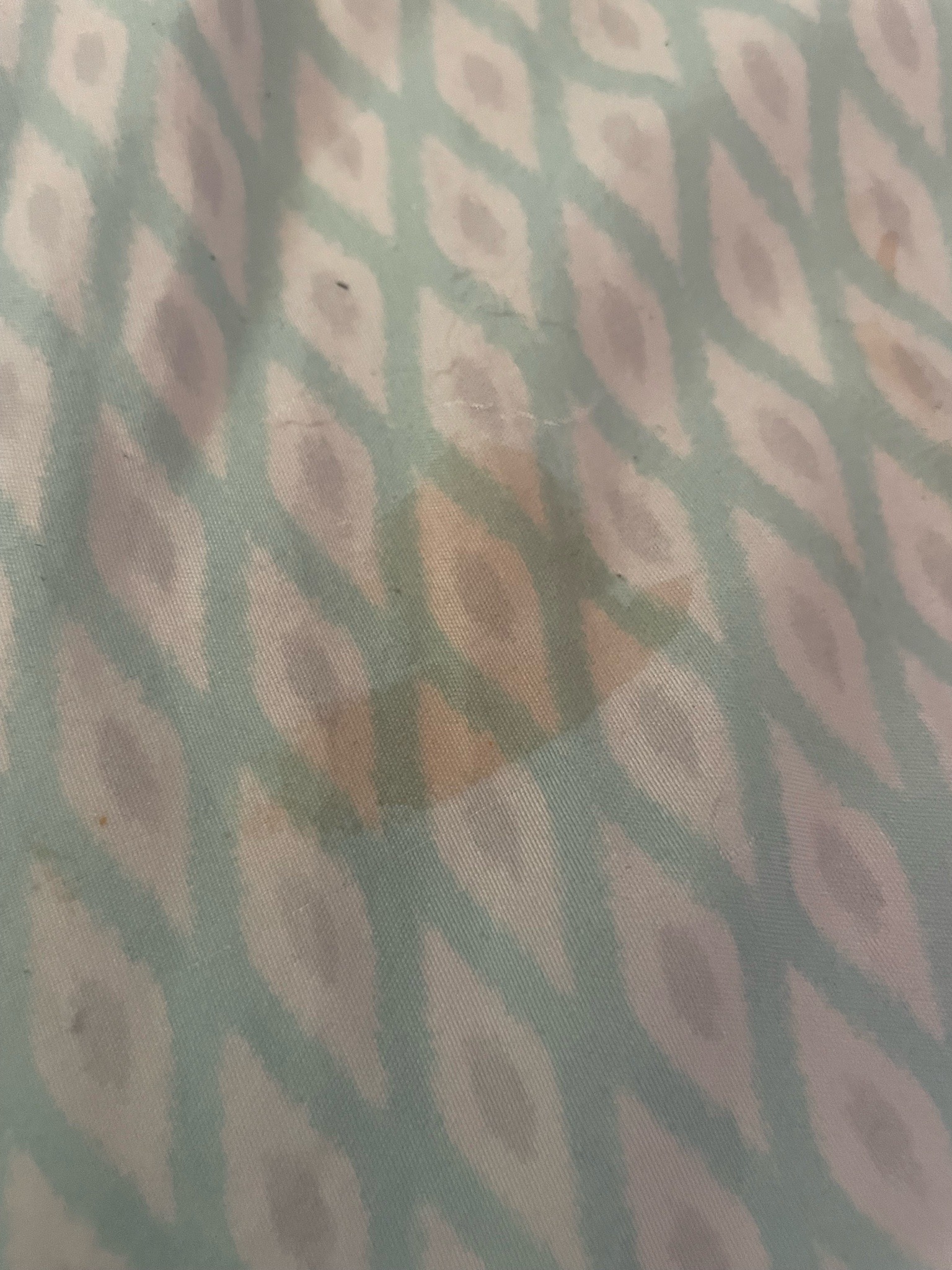 Bed Bug