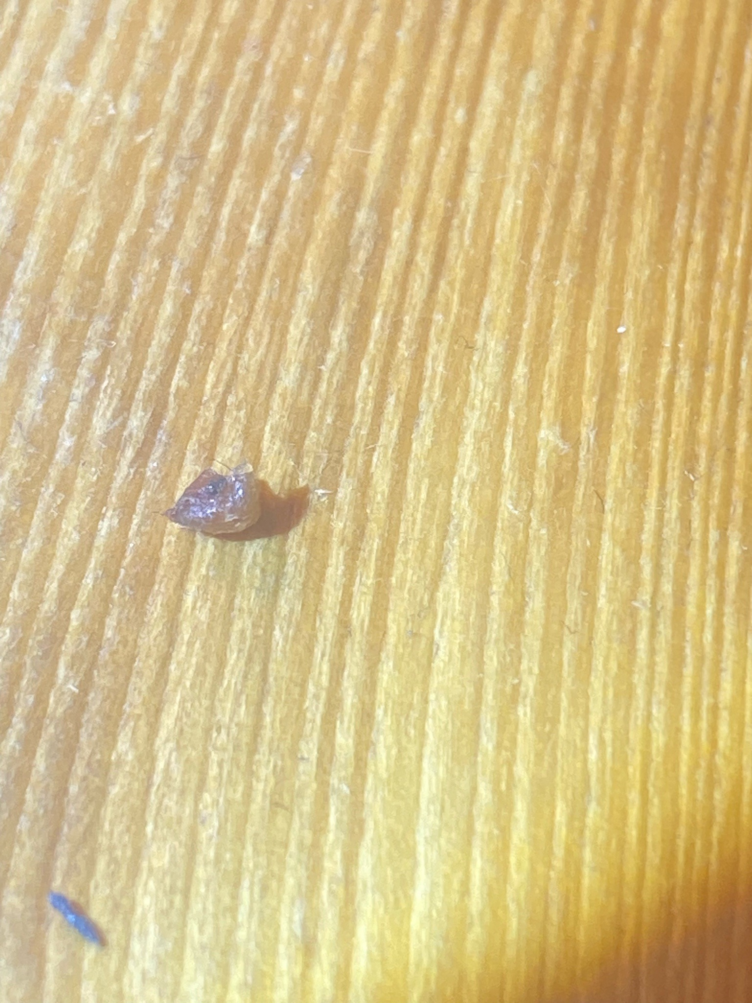 Bed Bug
