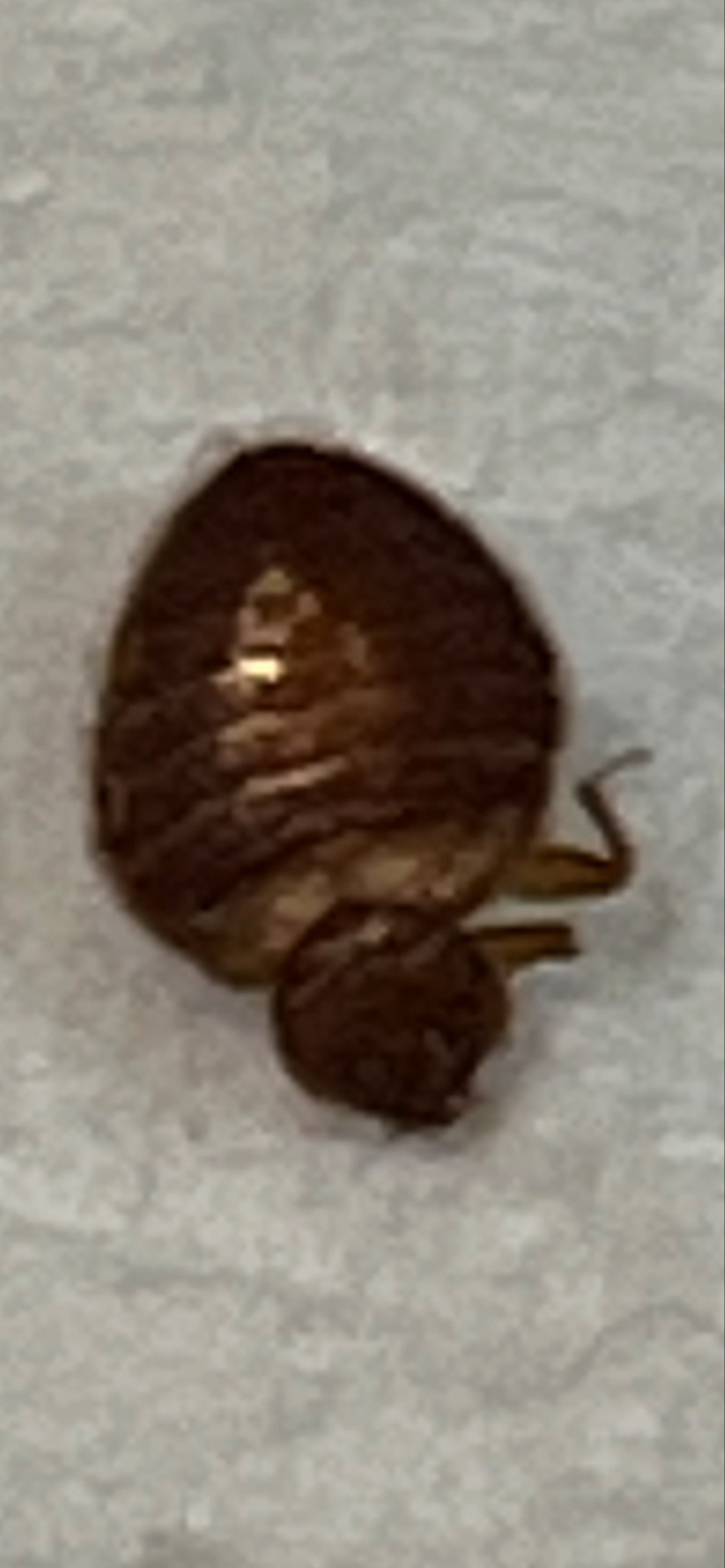 Bed bug
