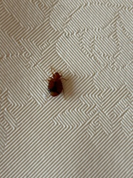 Bed bug