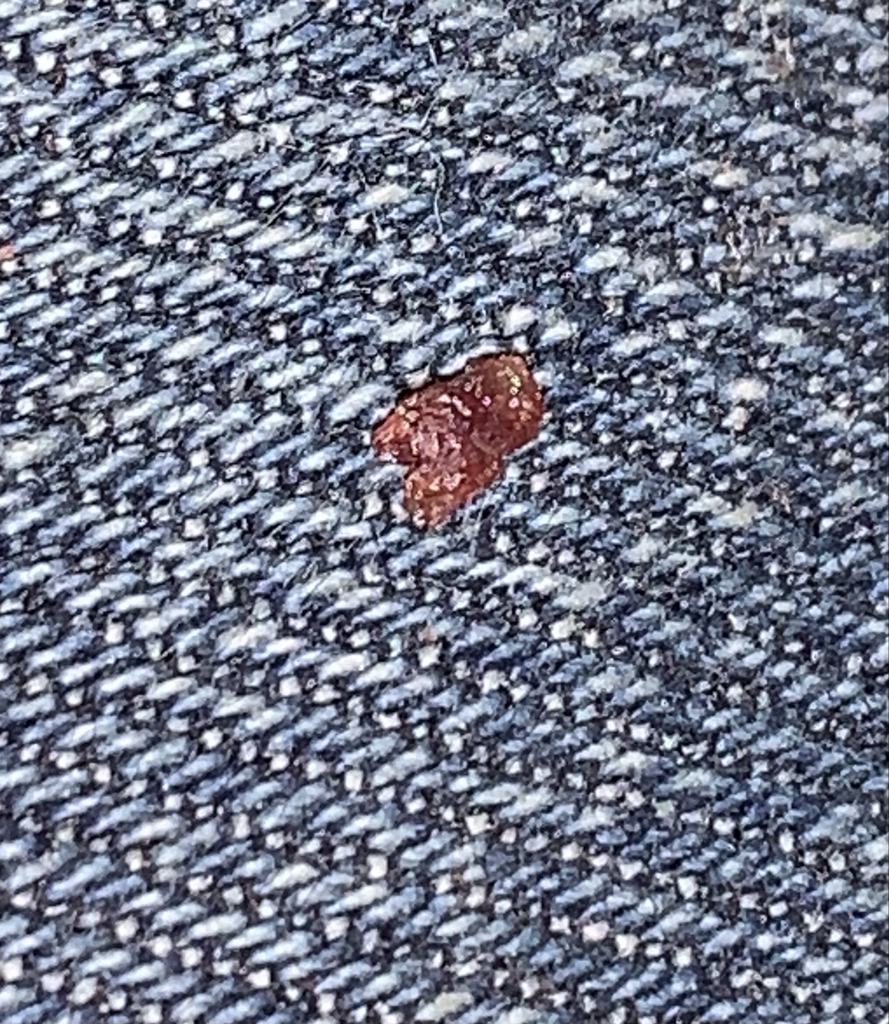 Bed bug