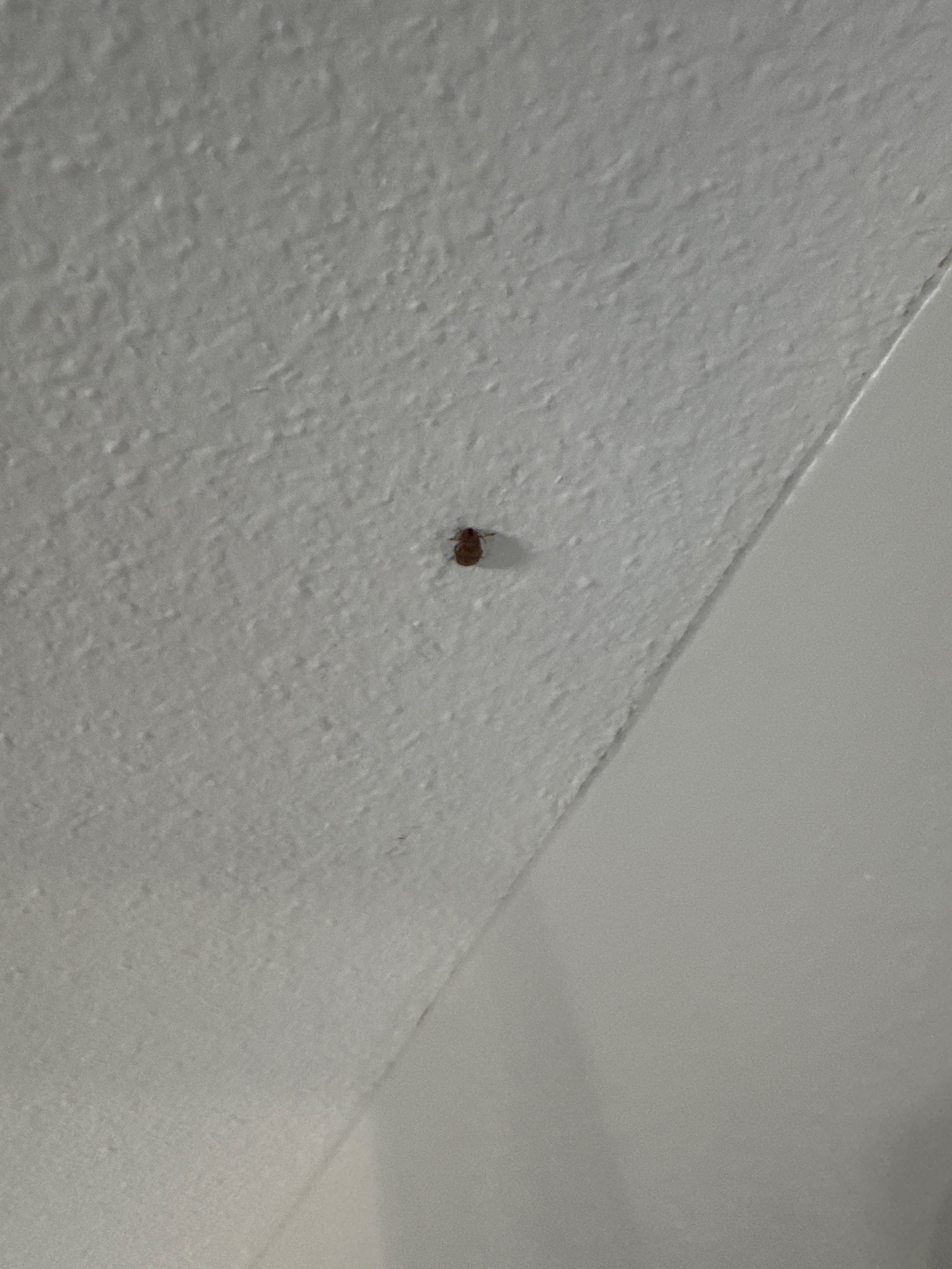 Bed bug