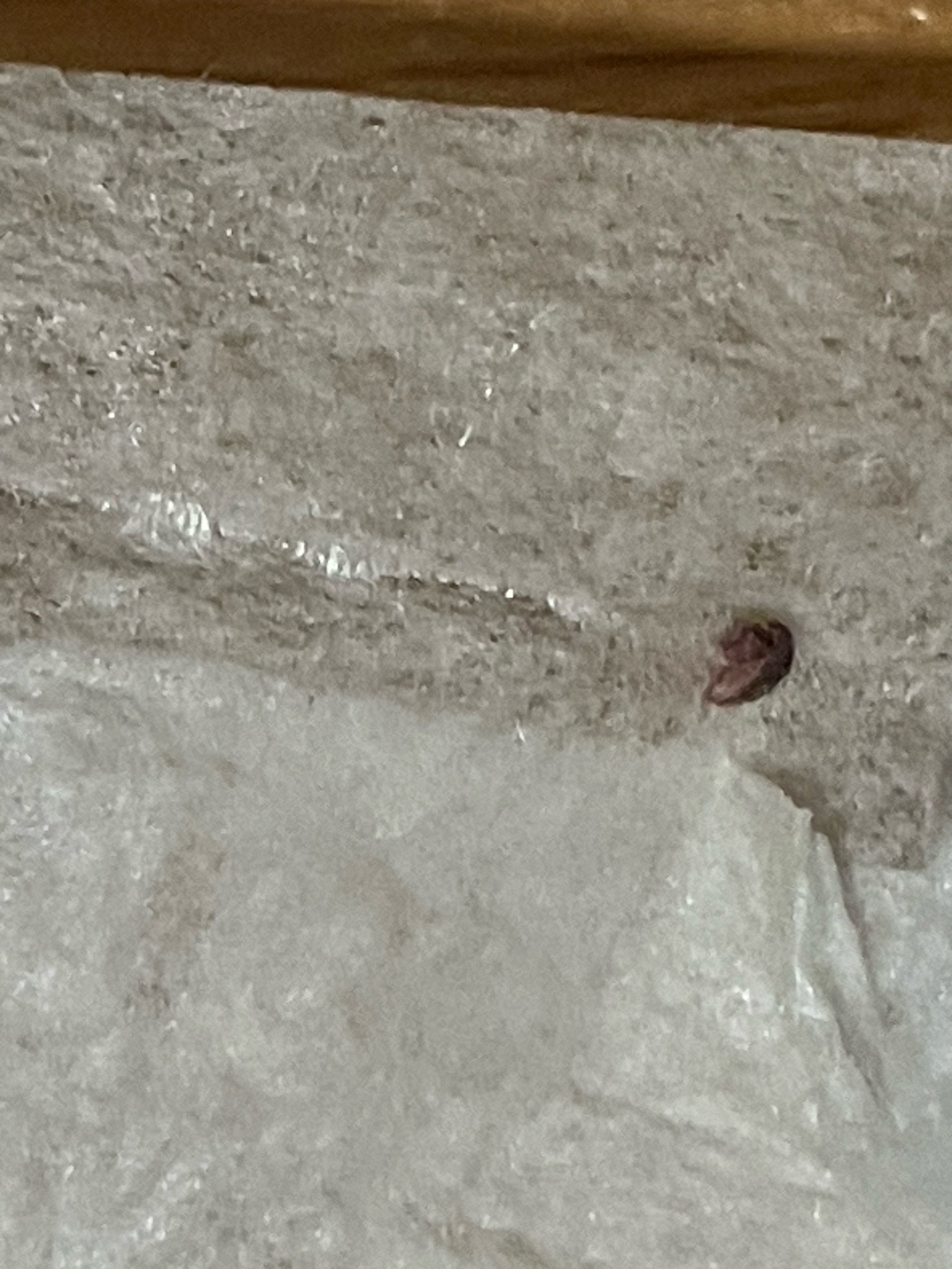 Bed bug