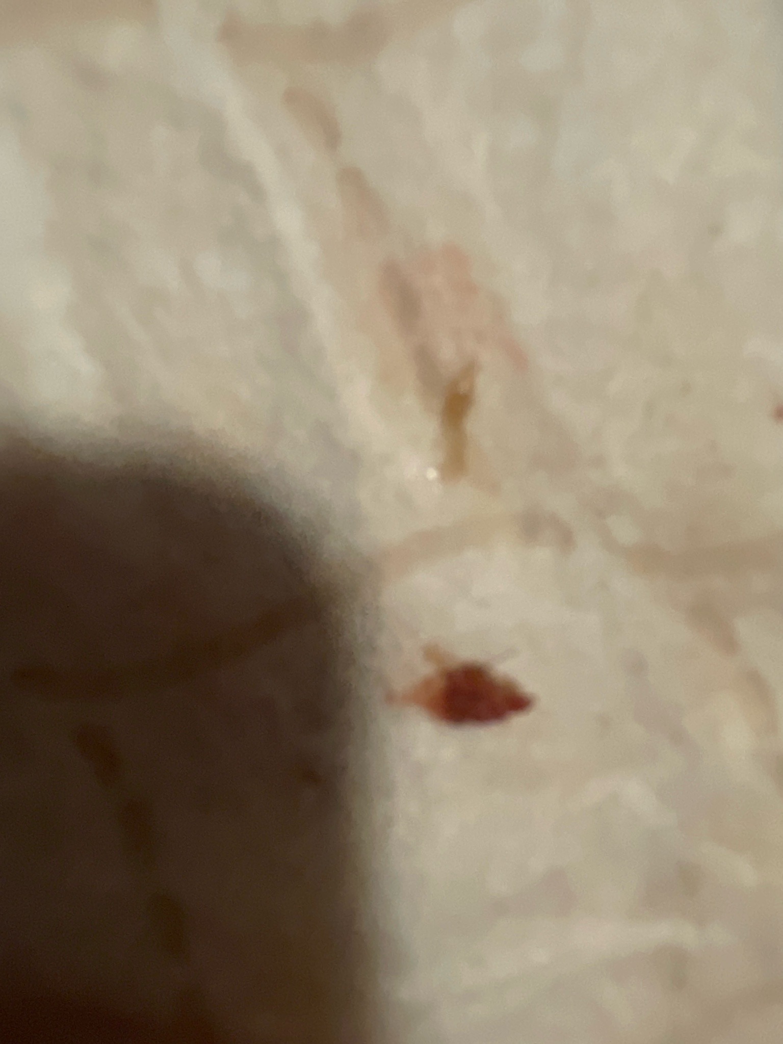 Bed bug