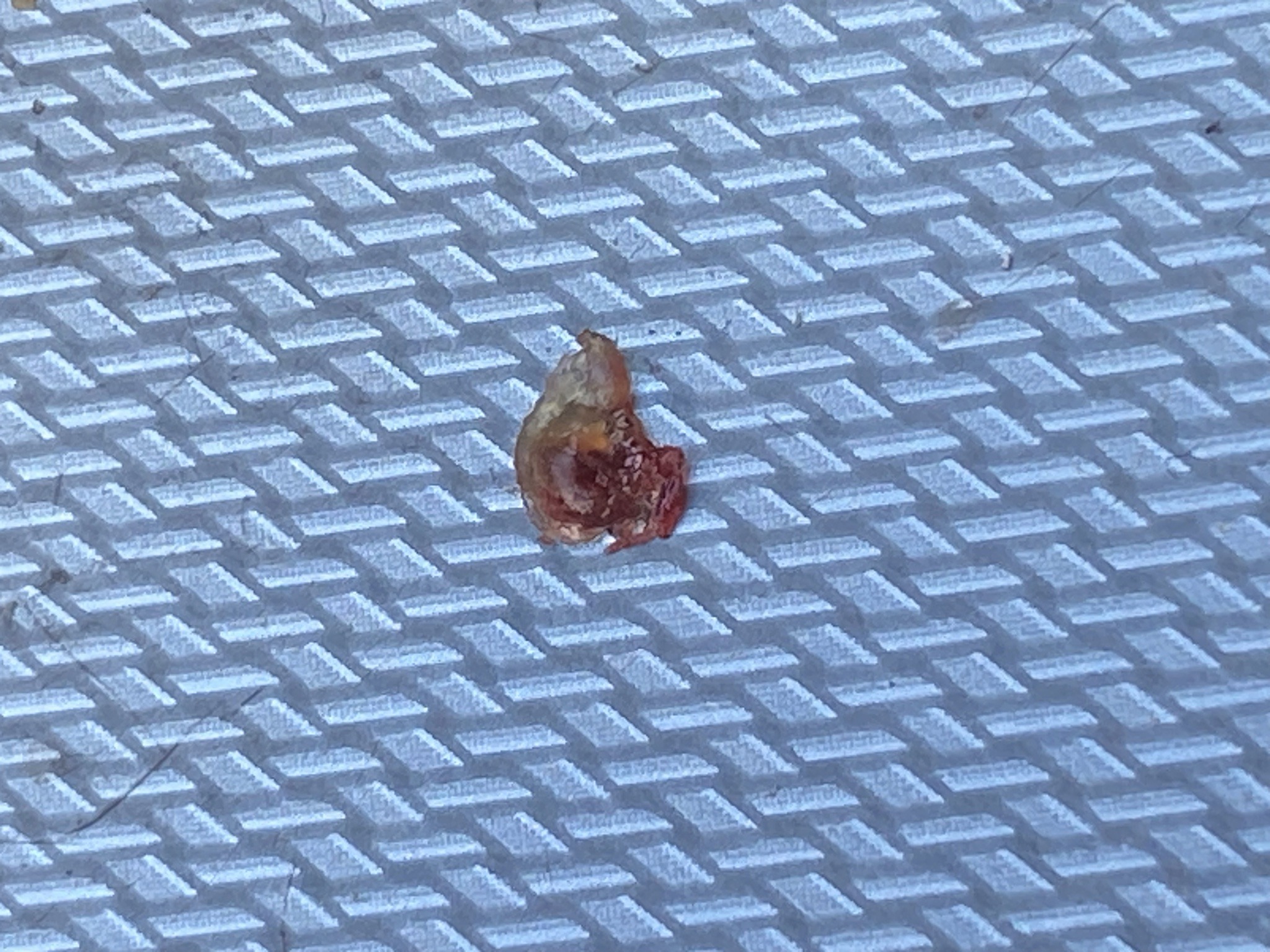 Bed Bug (Crushed)