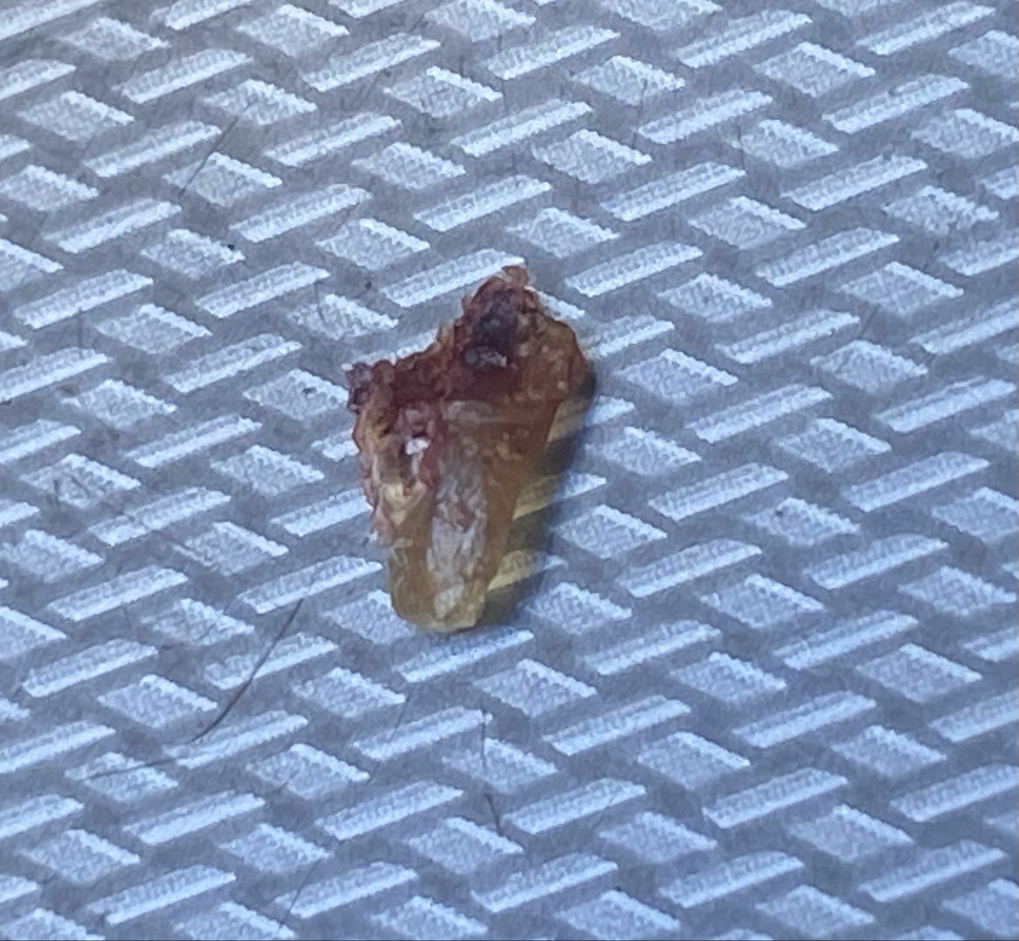 Bed Bug (Crushed/Dead Body)