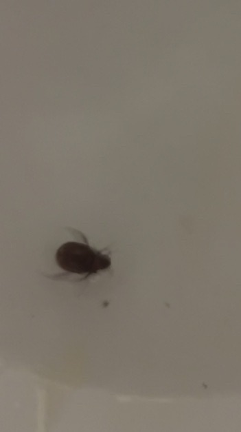 Bed Bug