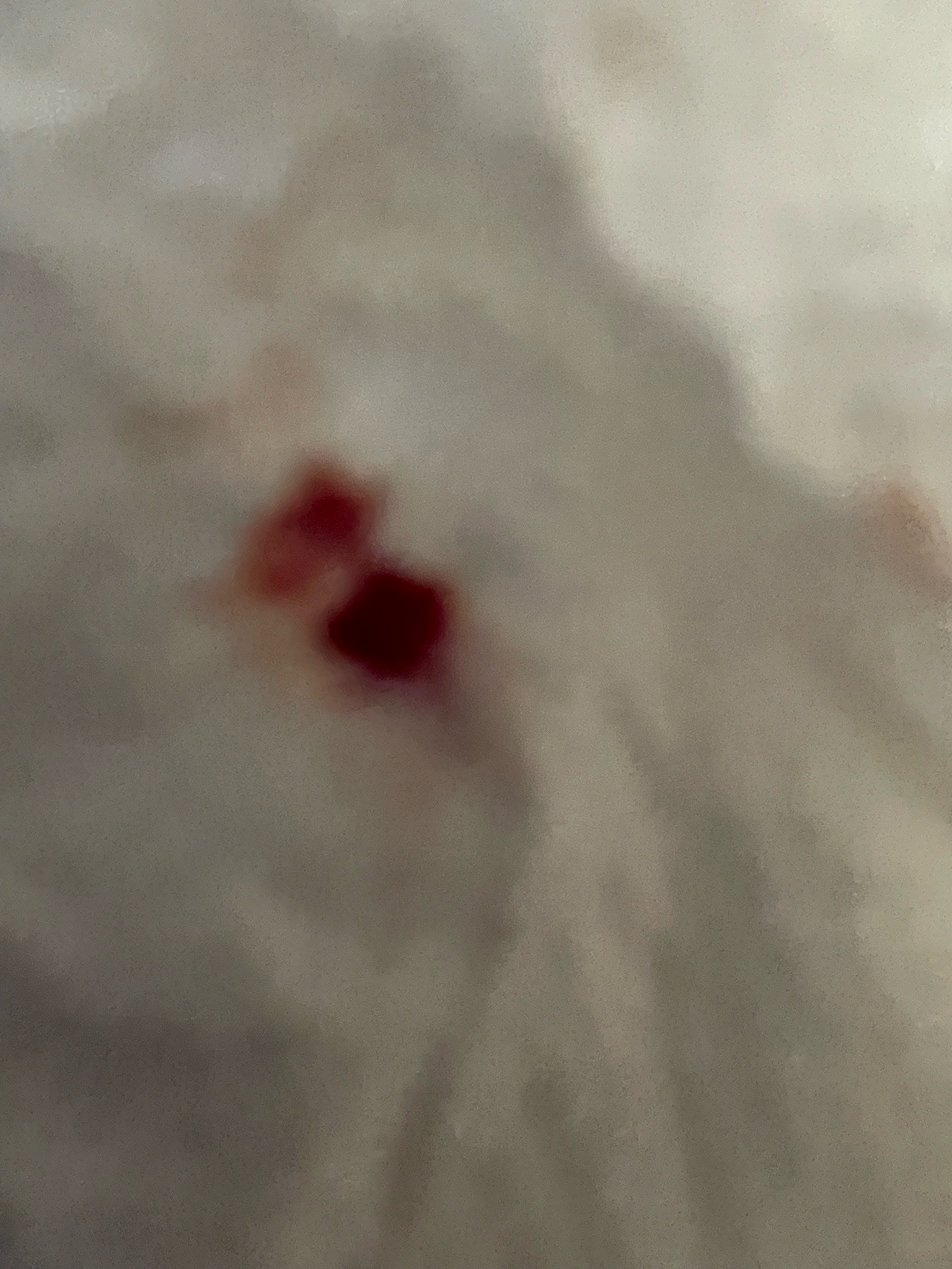 Bed Bug