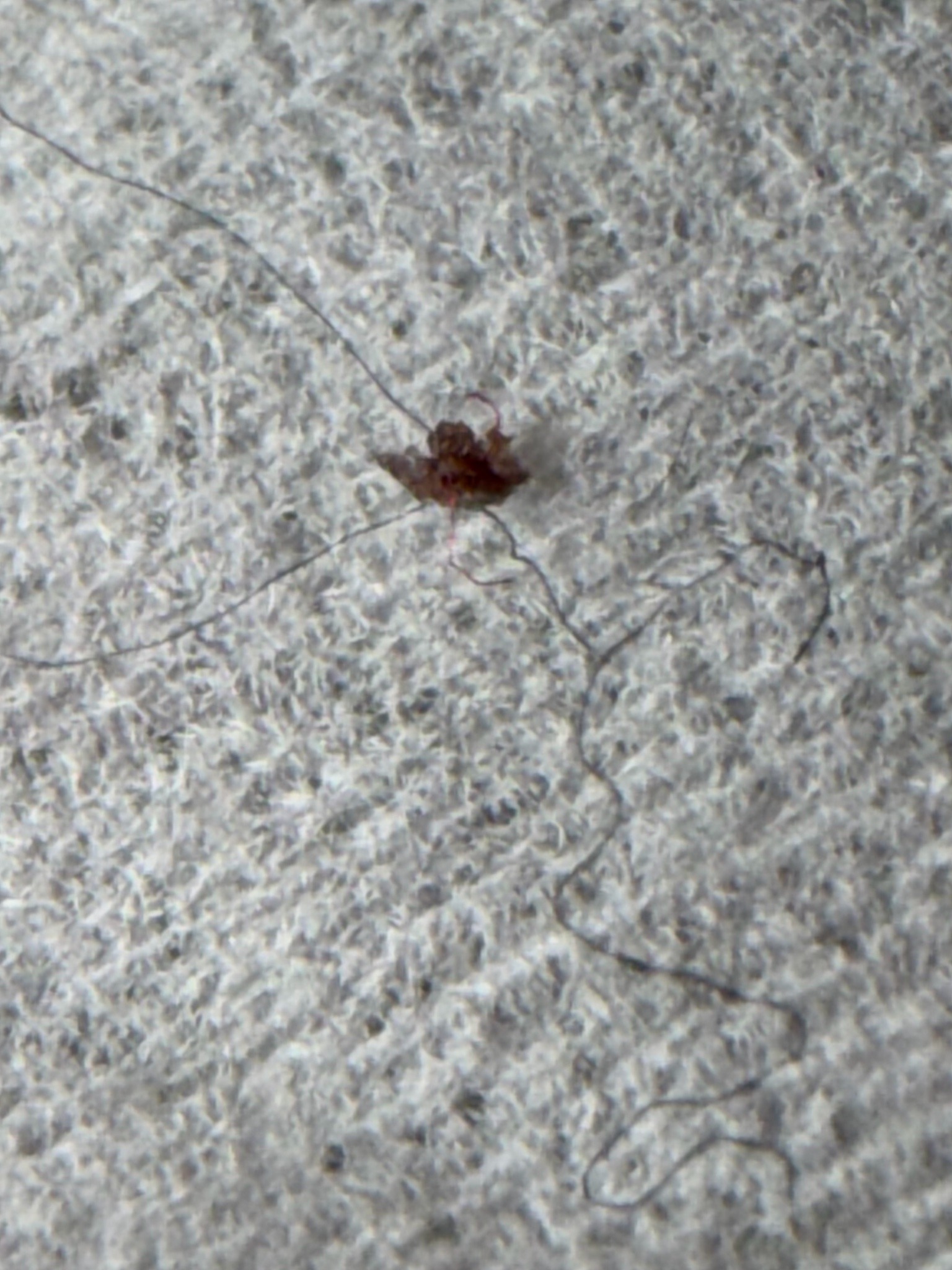 Bed bug