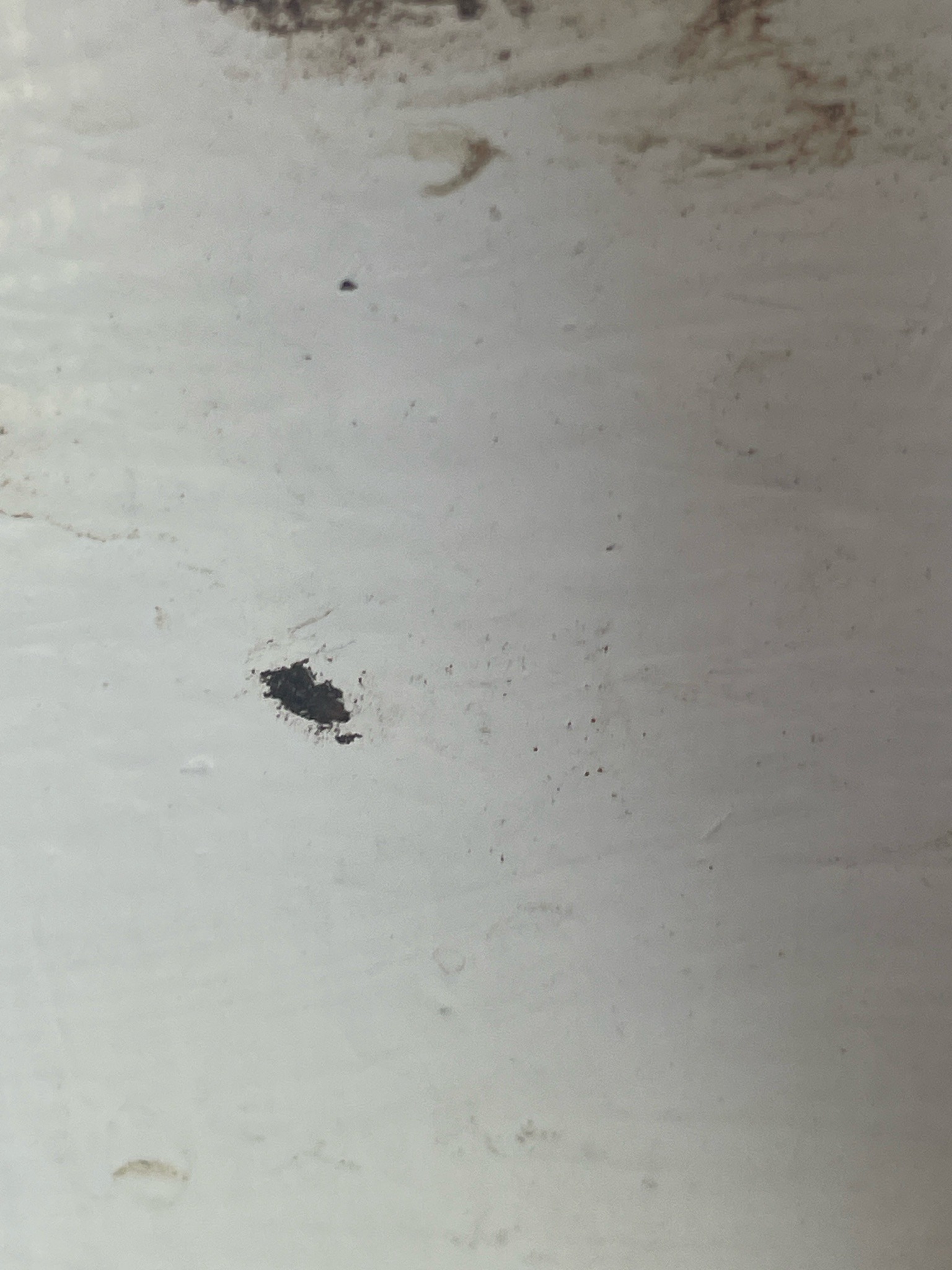 Bed Bug