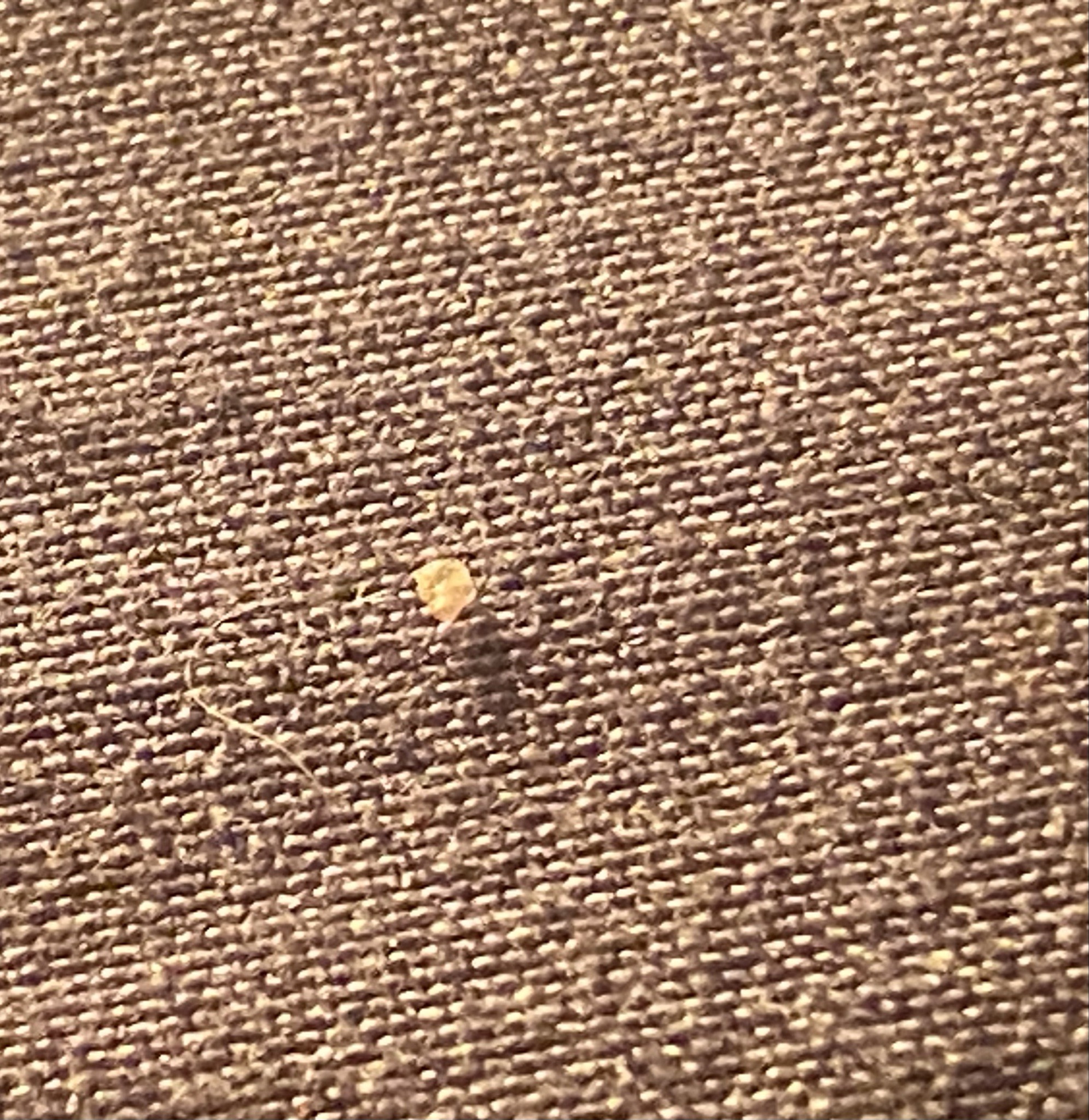 Bed Bug