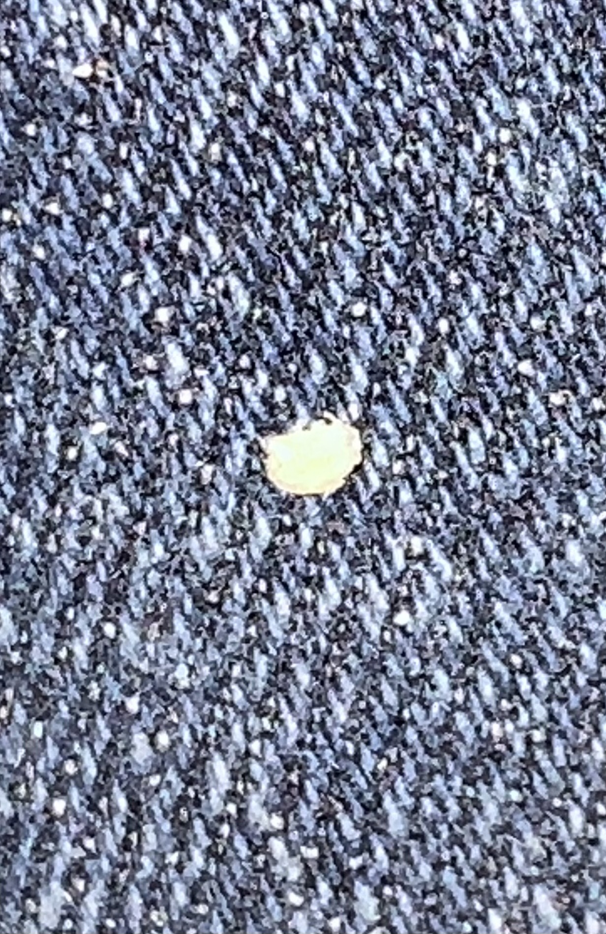 Bed bug egg