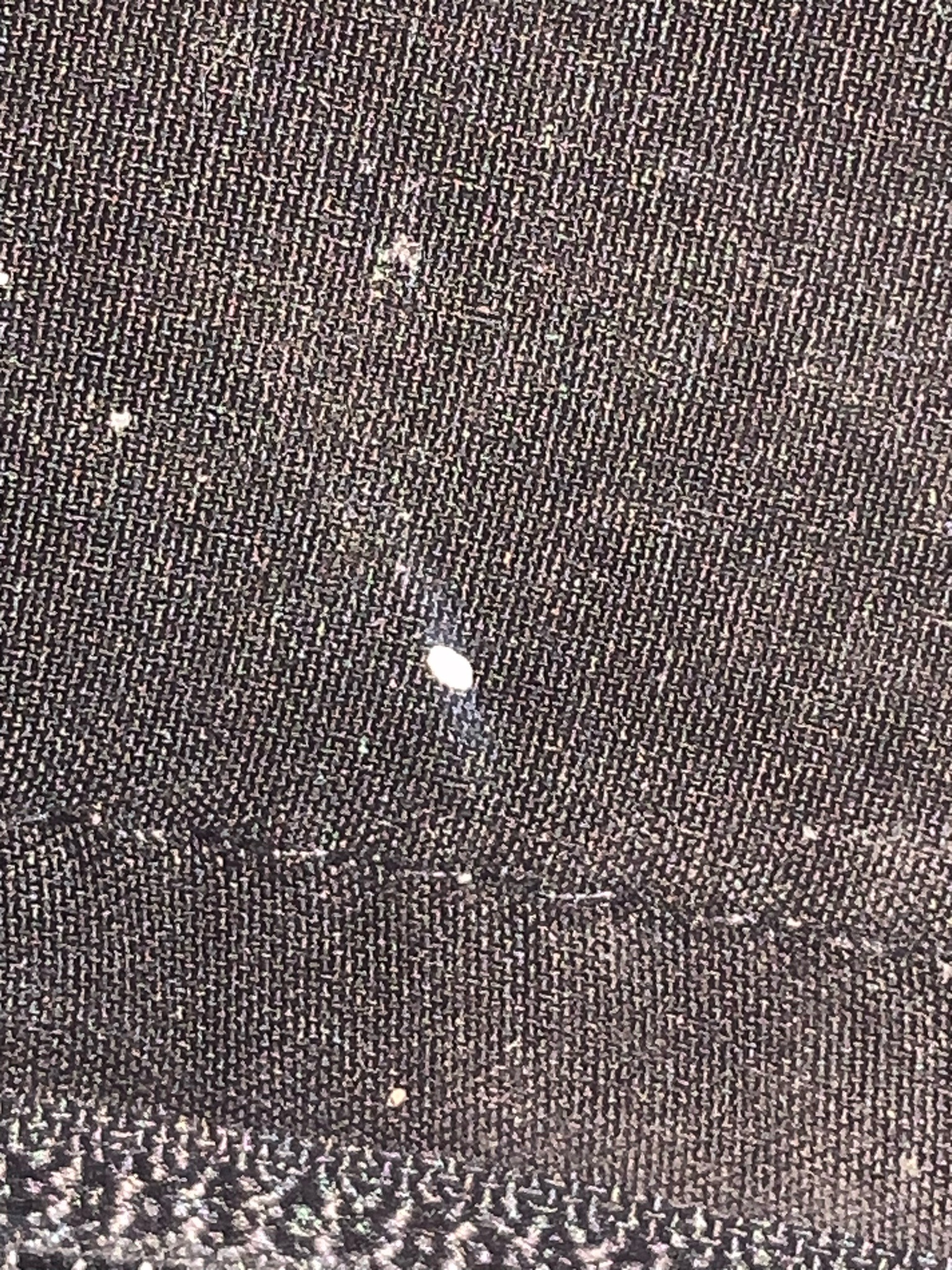 Bed bug egg