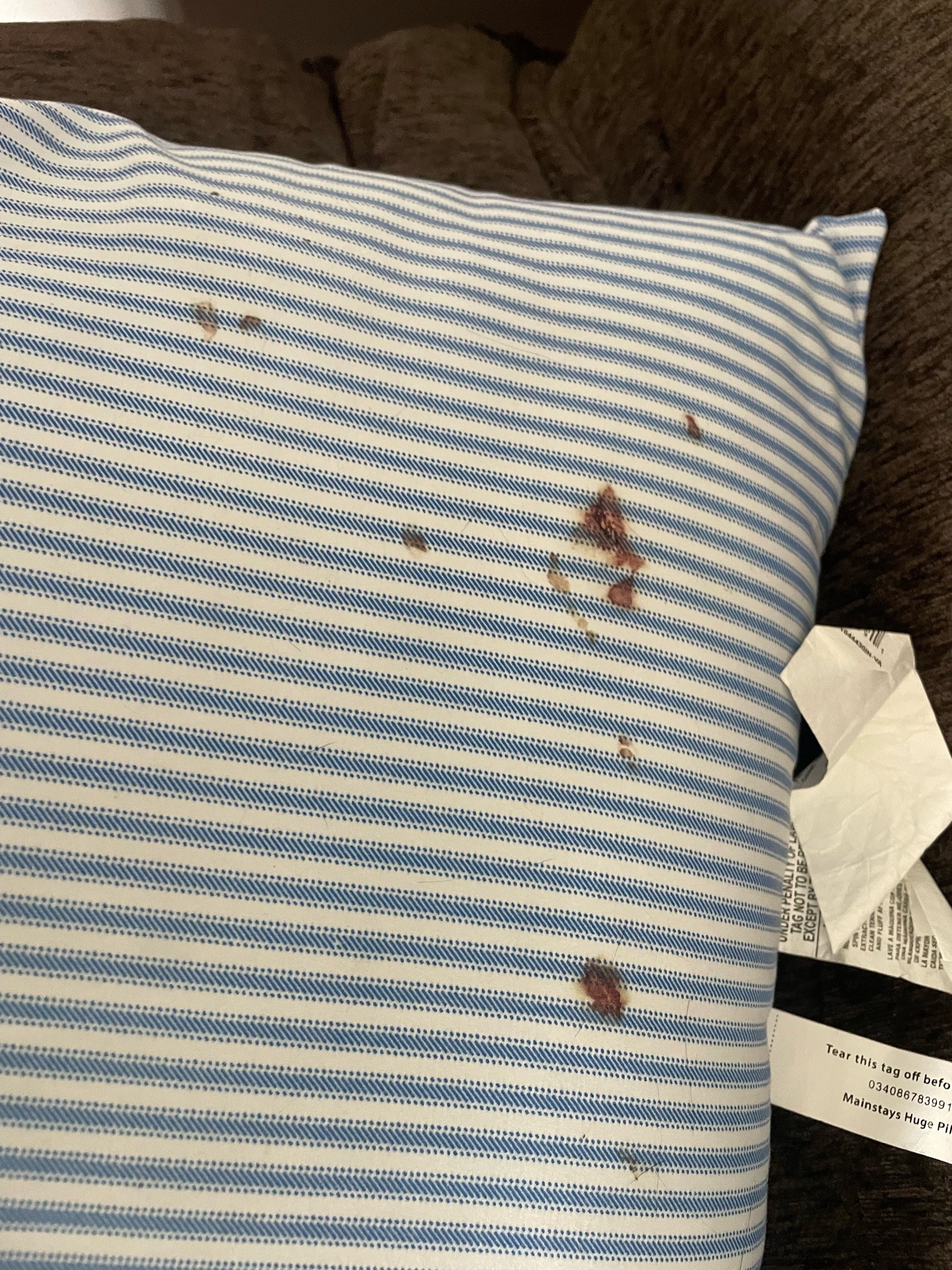 Bed Bug (evidence of)