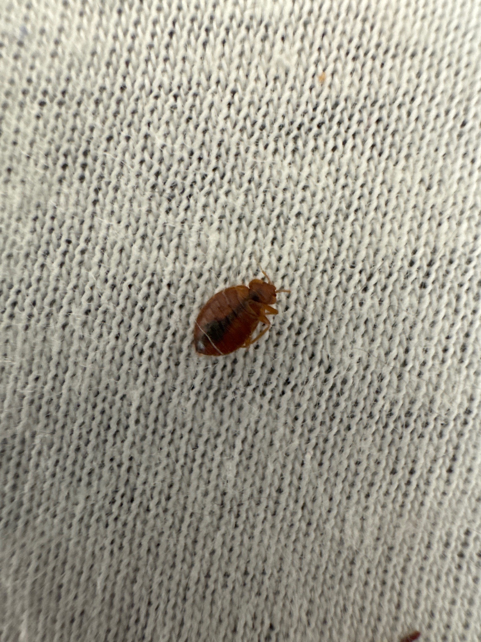 Bed bug
