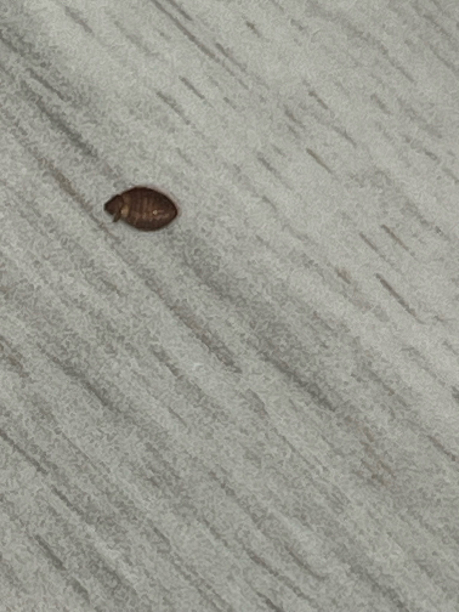 Bed bug