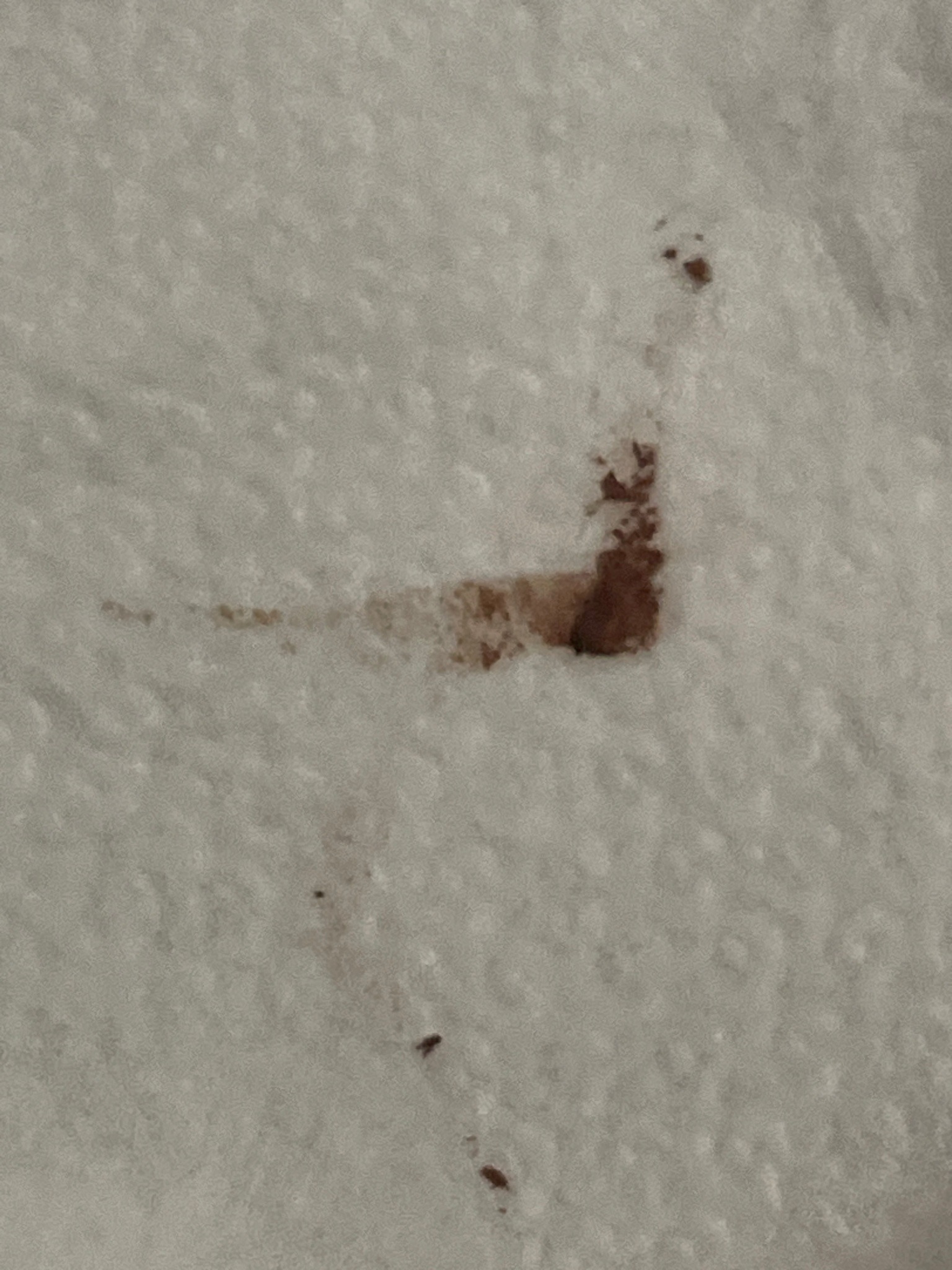 Bed Bug (fecal spotting)