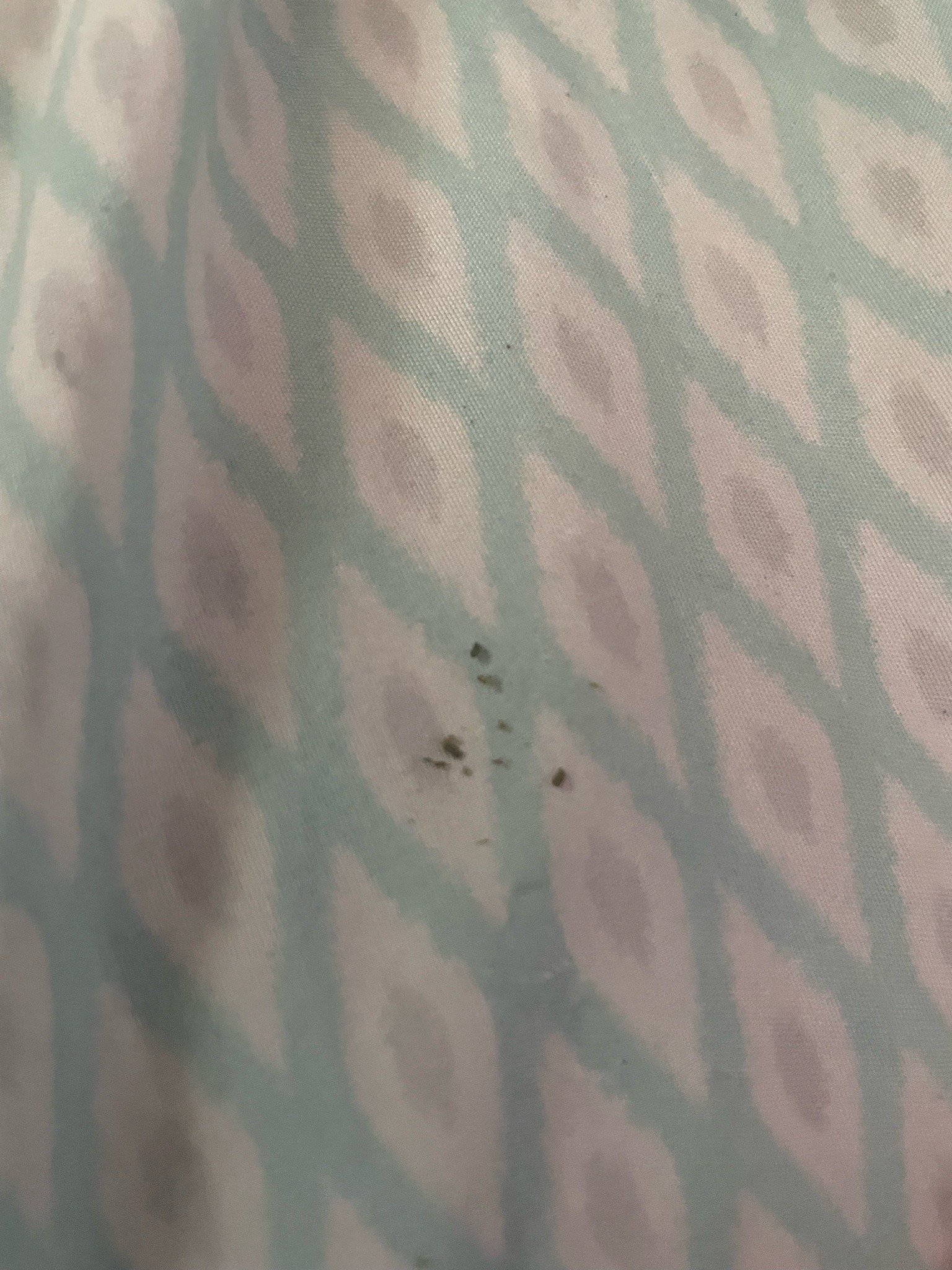 Bed Bug (Fecal Spotting)