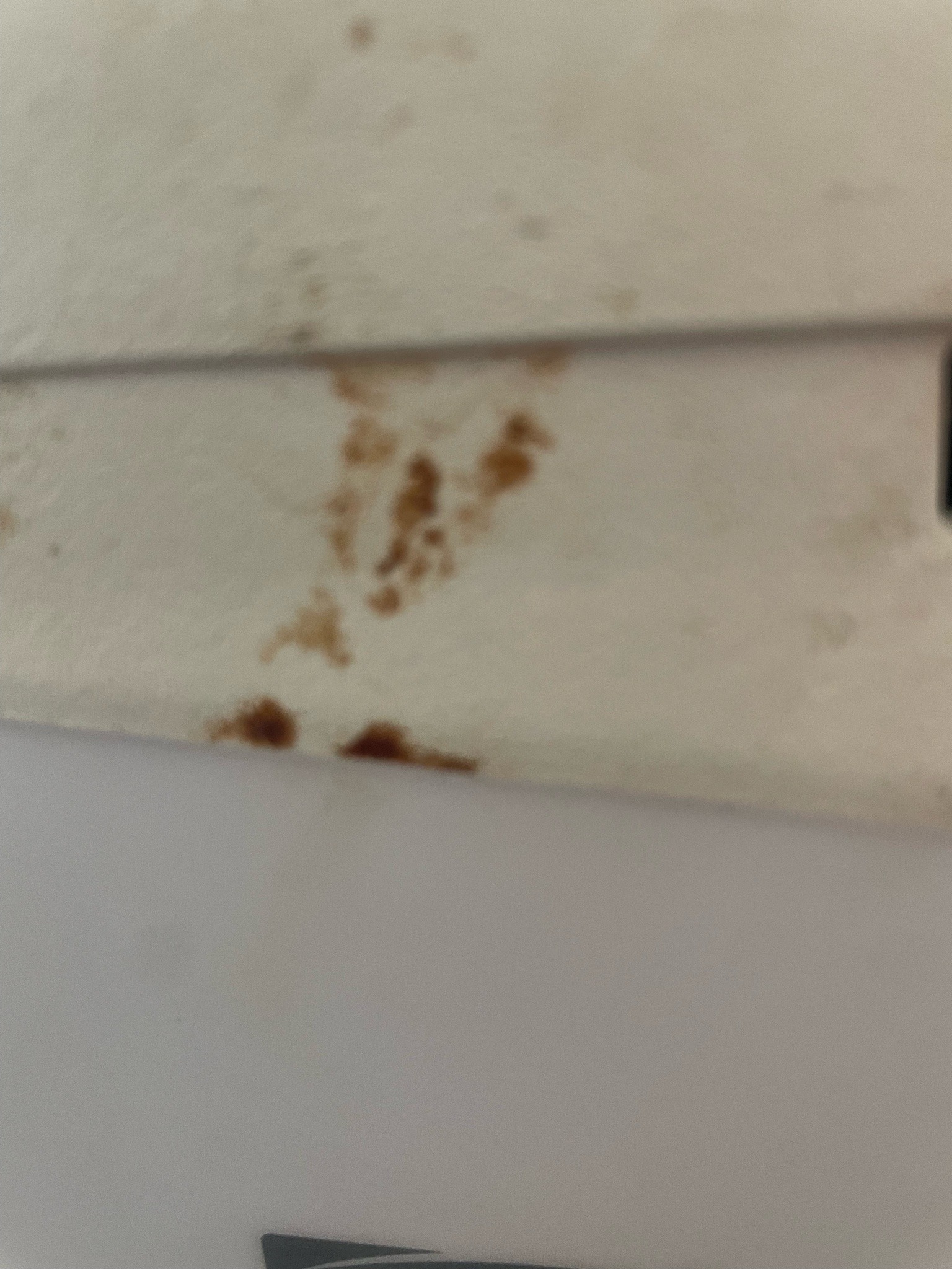 Bed Bug (fecal spotting trace)