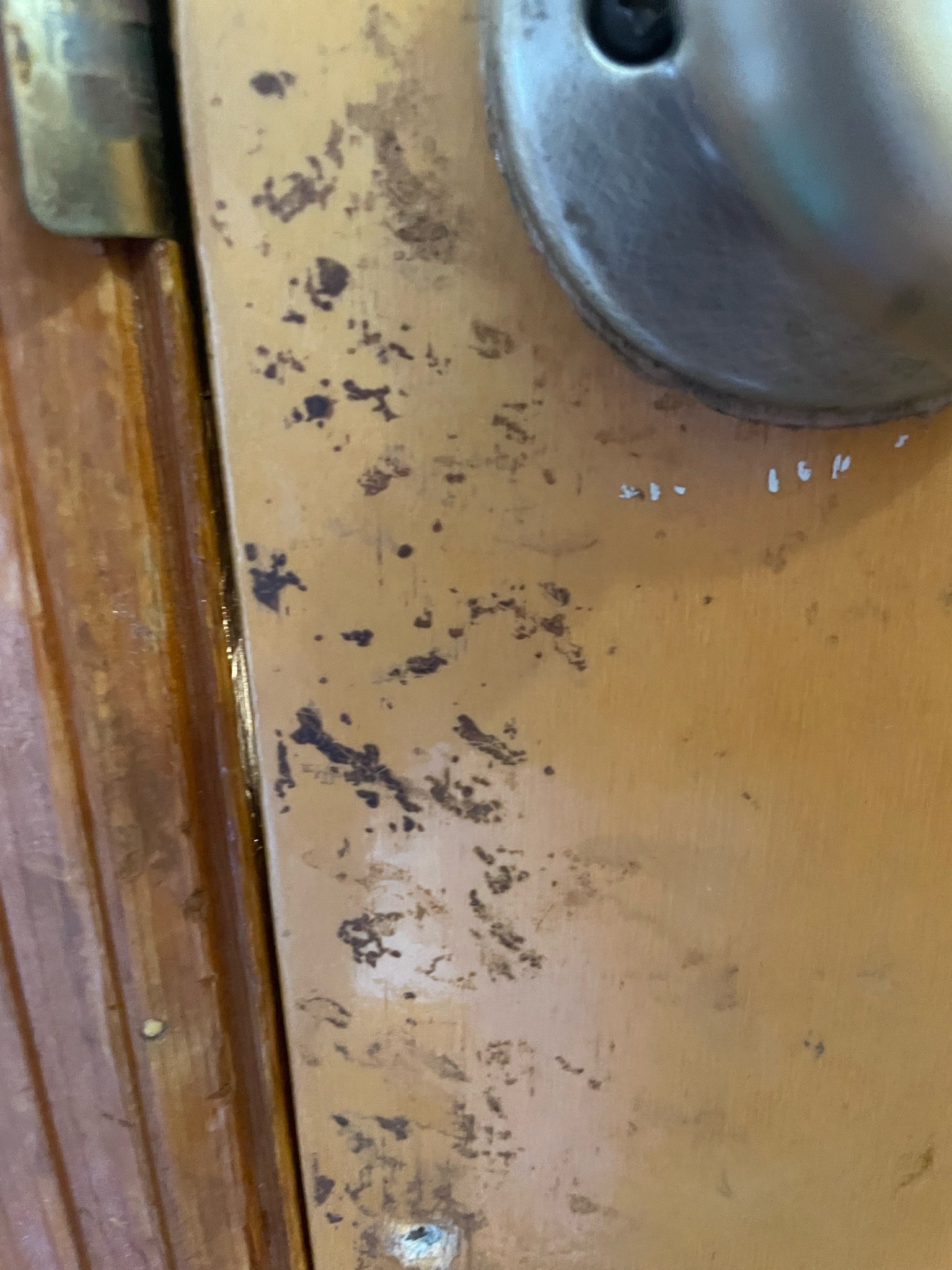 Bed Bug (Fecal Staining)
