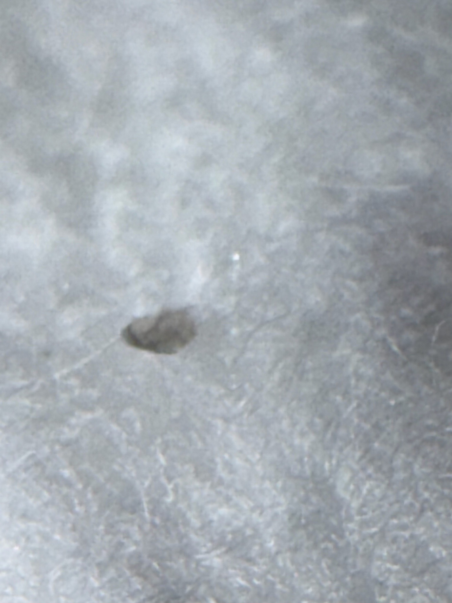 Bed Bug (Immature Nymph)