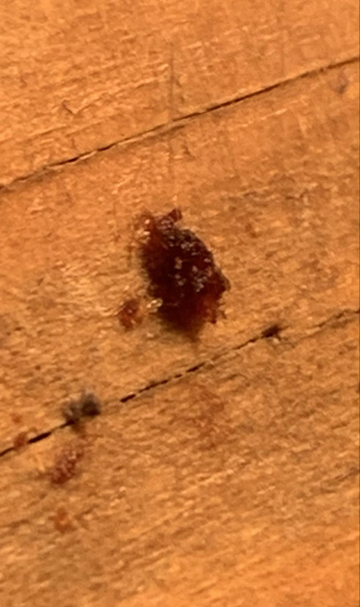 Bed bug (likely a recently fed adult or nymph)
