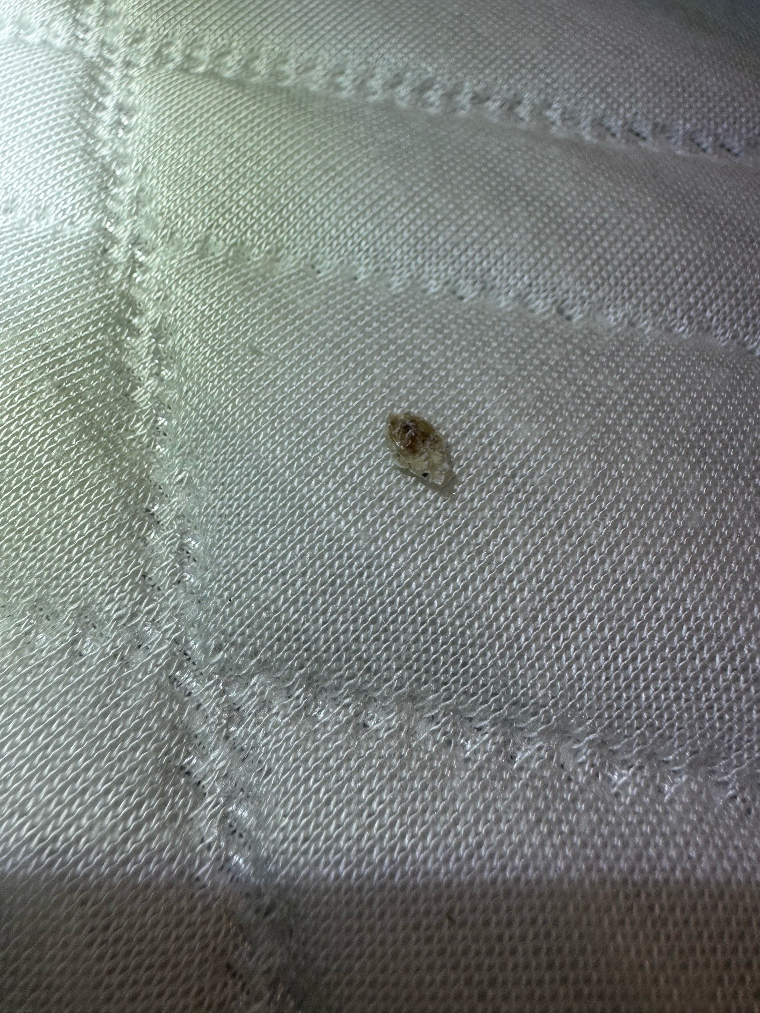 Bed bug (likely nymph)