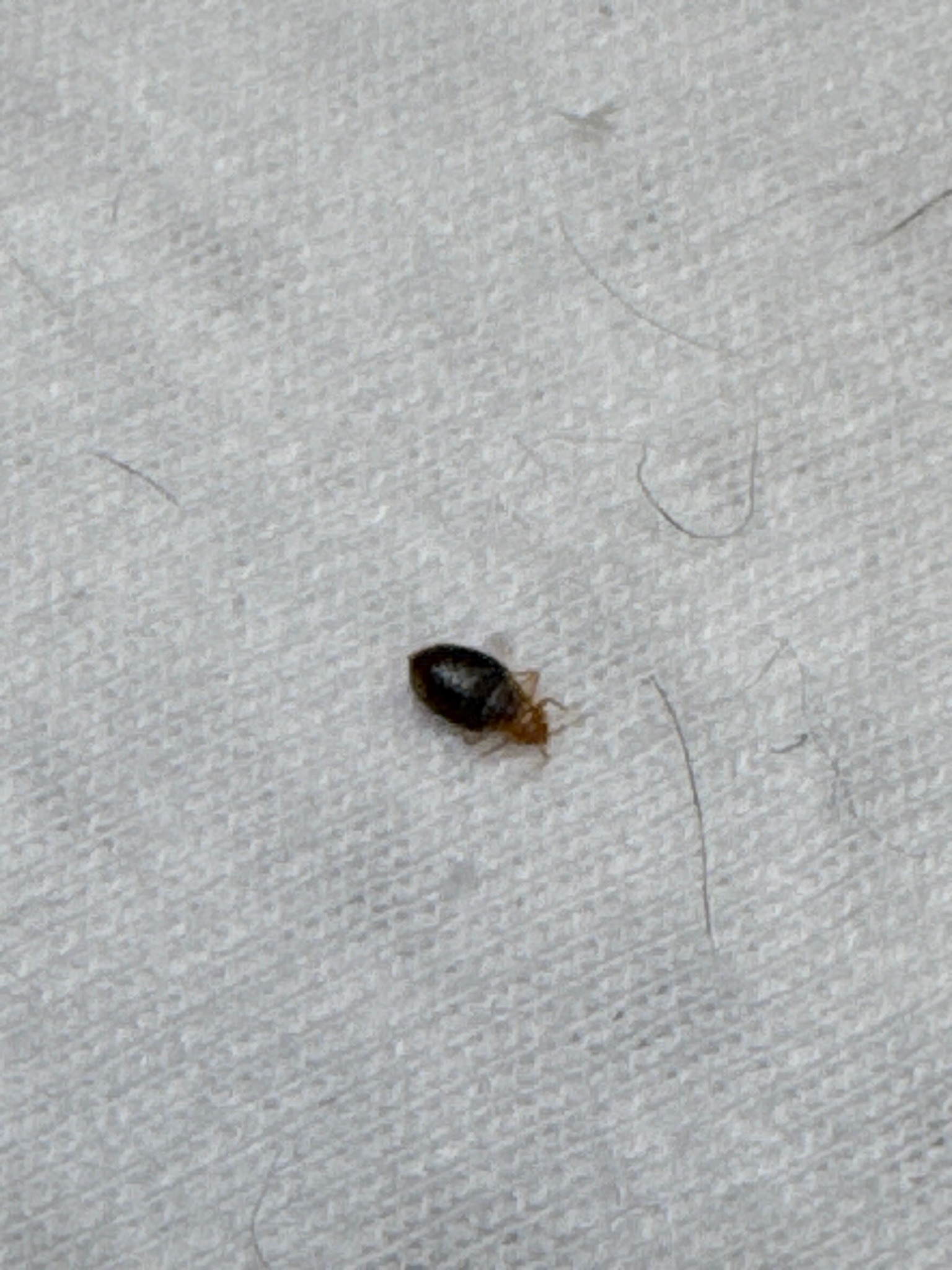 Bed bug (likely nymph)