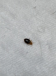 Bed bug (likely nymph)