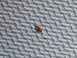 Bed bug (likely nymph or small adult)