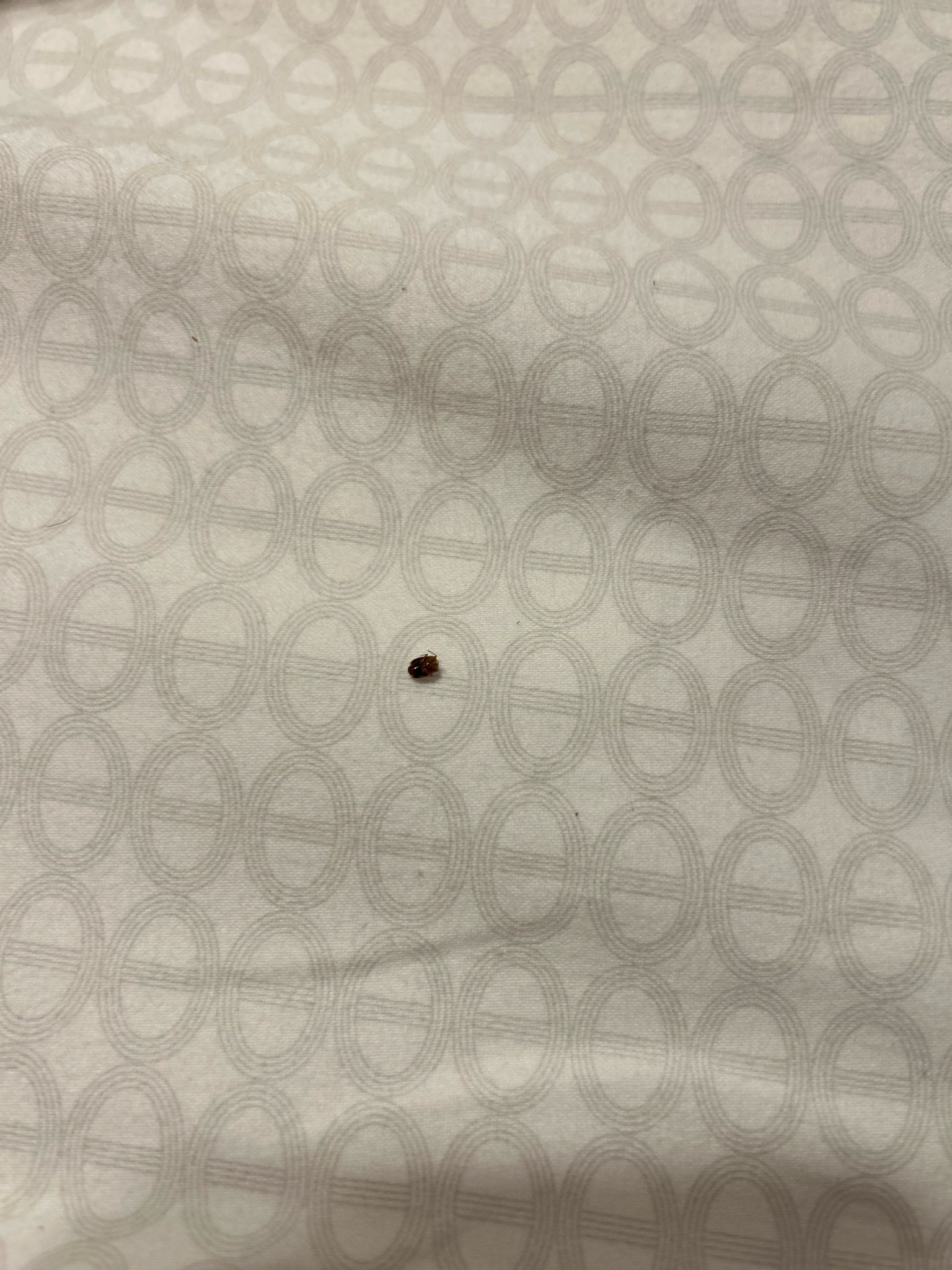 Bed bug (likely nymph or small adult)