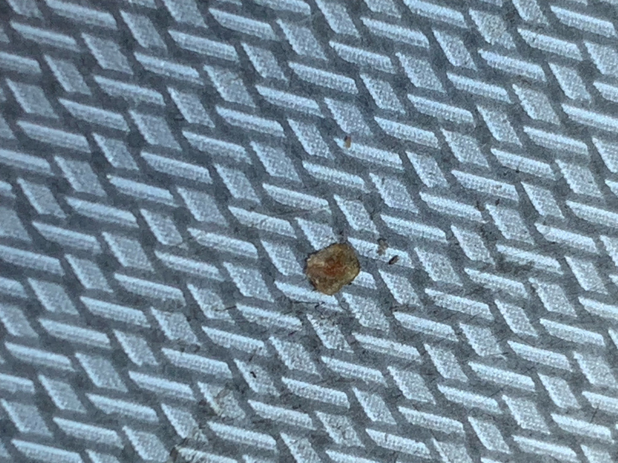 Bed bug (likely nymph or small adult)