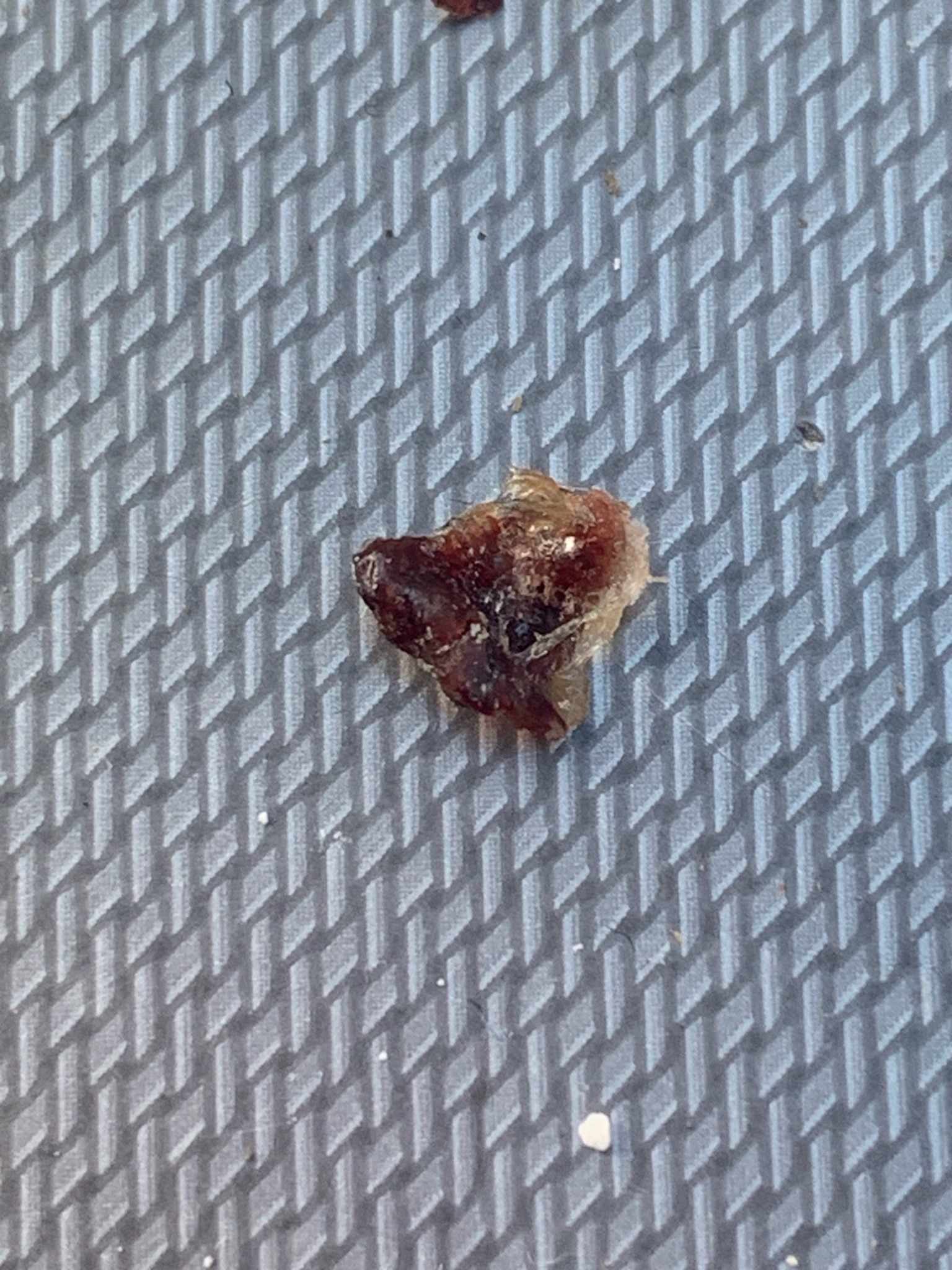 Bed bug (likely shed skin or crushed adult)