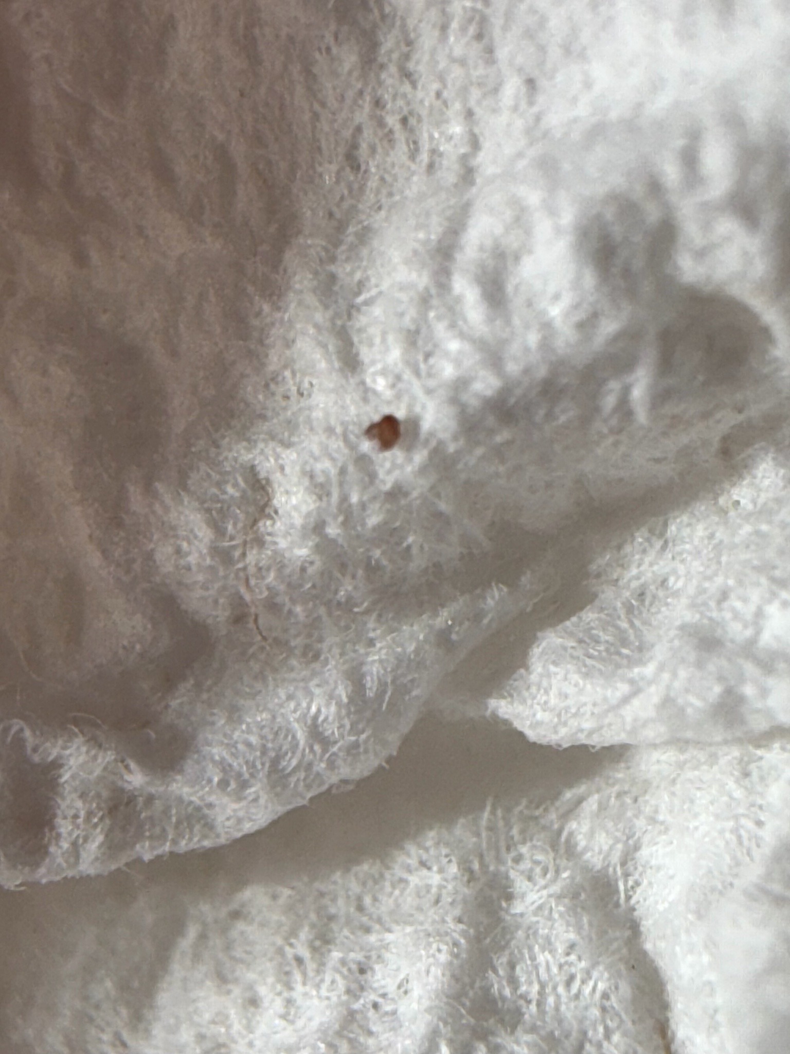 Bed Bug (Nymph)