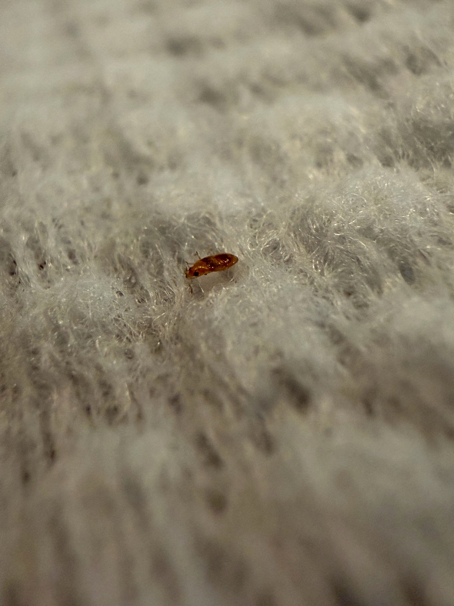 Bed bug nymph