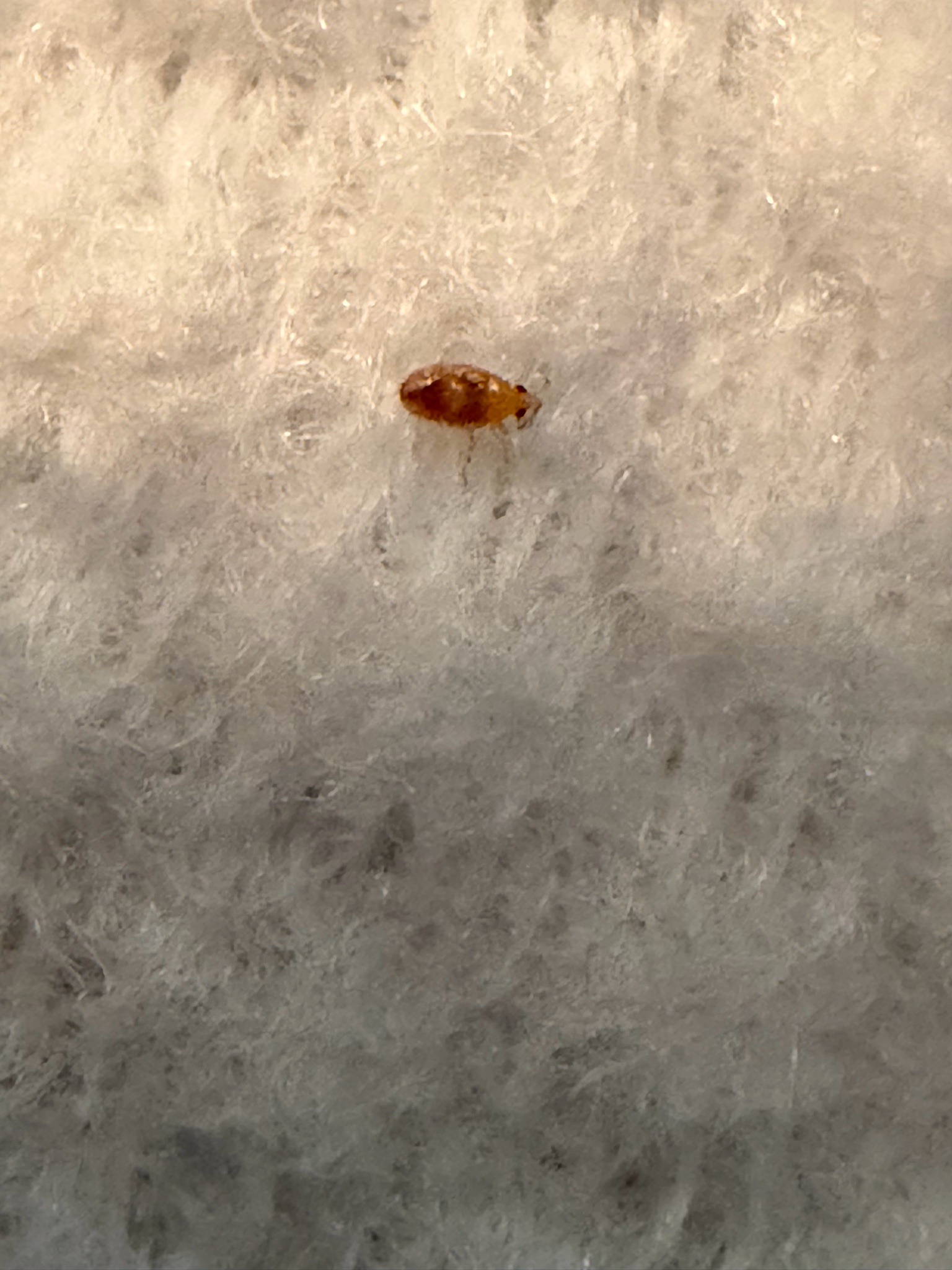 Bed Bug Nymph