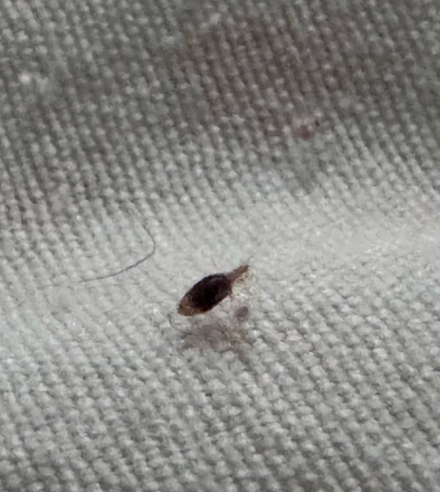 Bed bug nymph