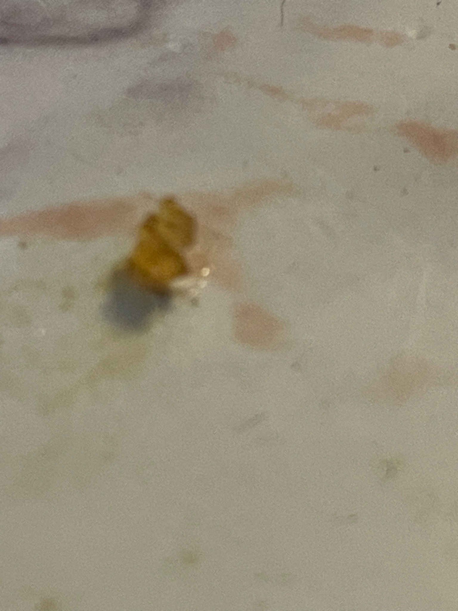 Bed Bug (Nymph or Crushed Adult)