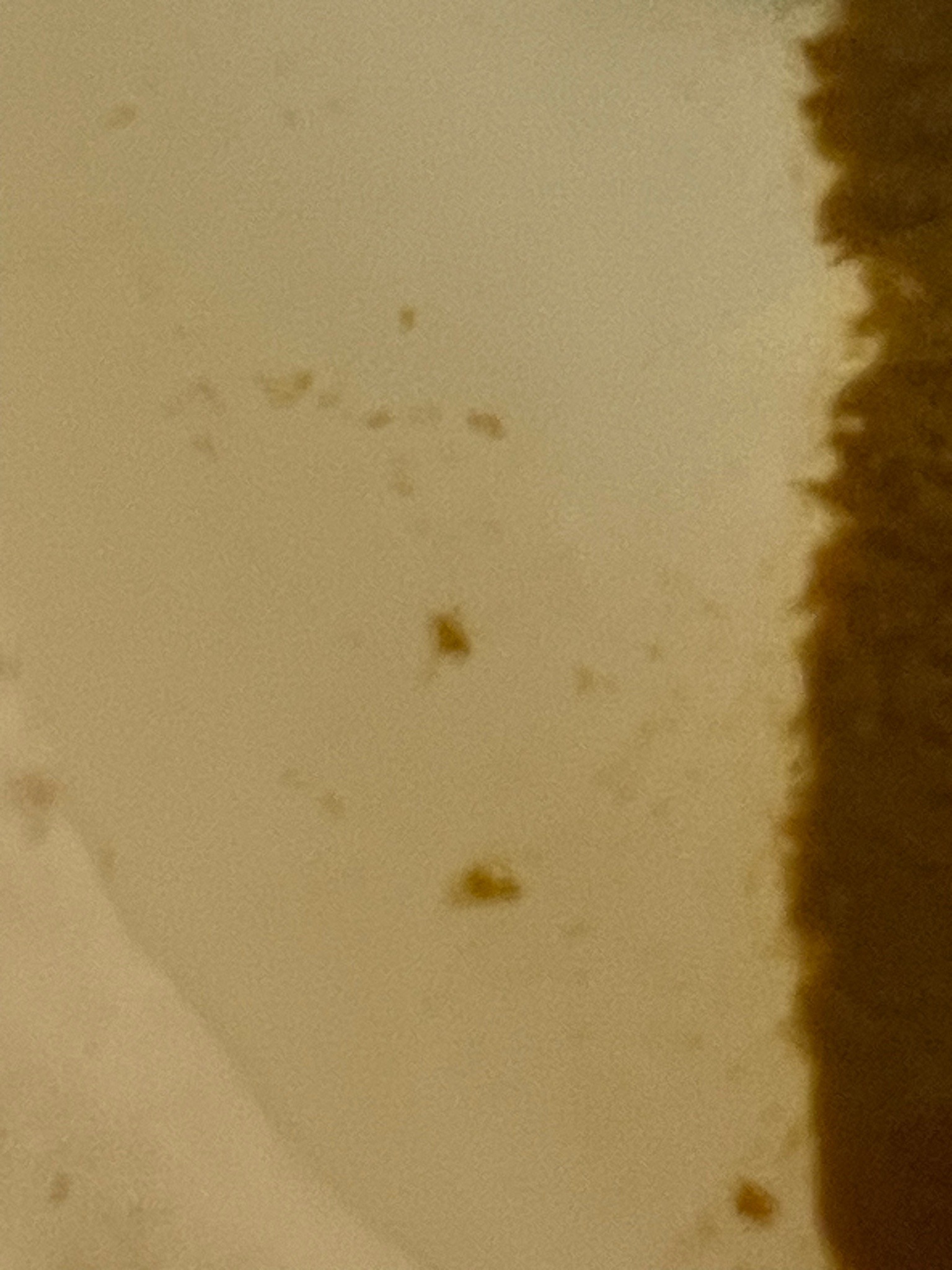 Bed Bug (potential identification)