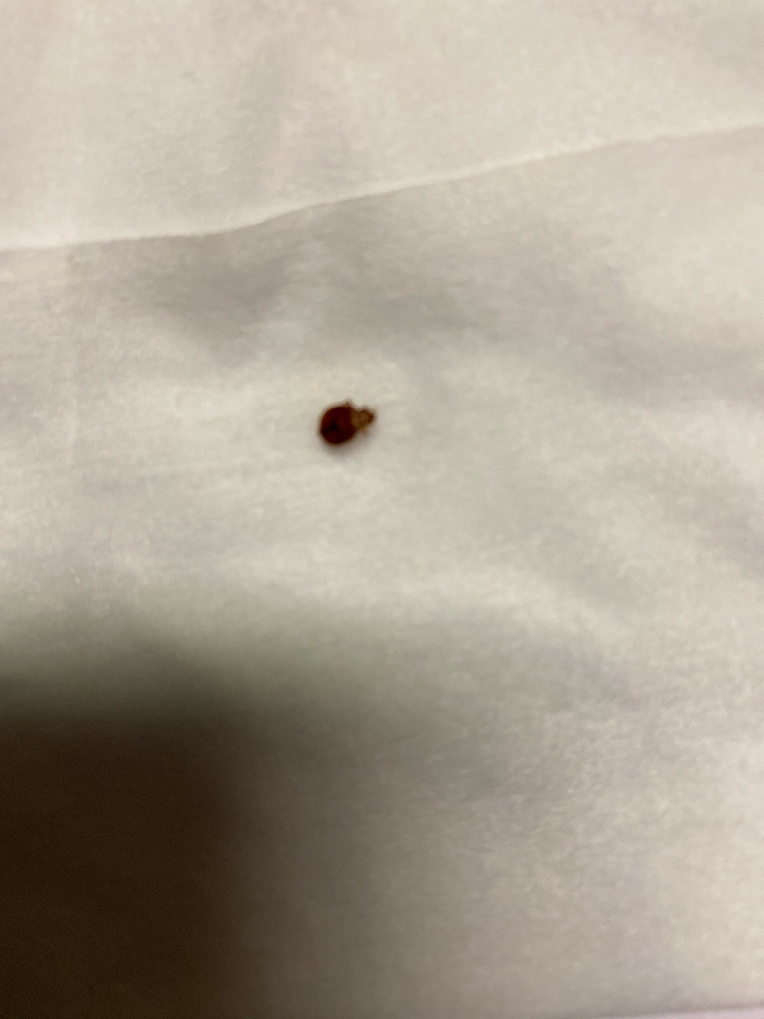 Bed bug (probable)