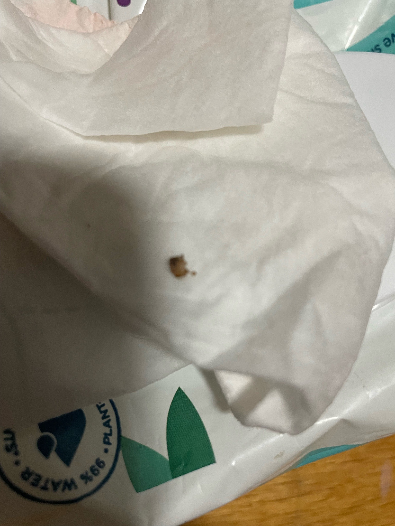 Bed Bug (suspected/partially crushed)