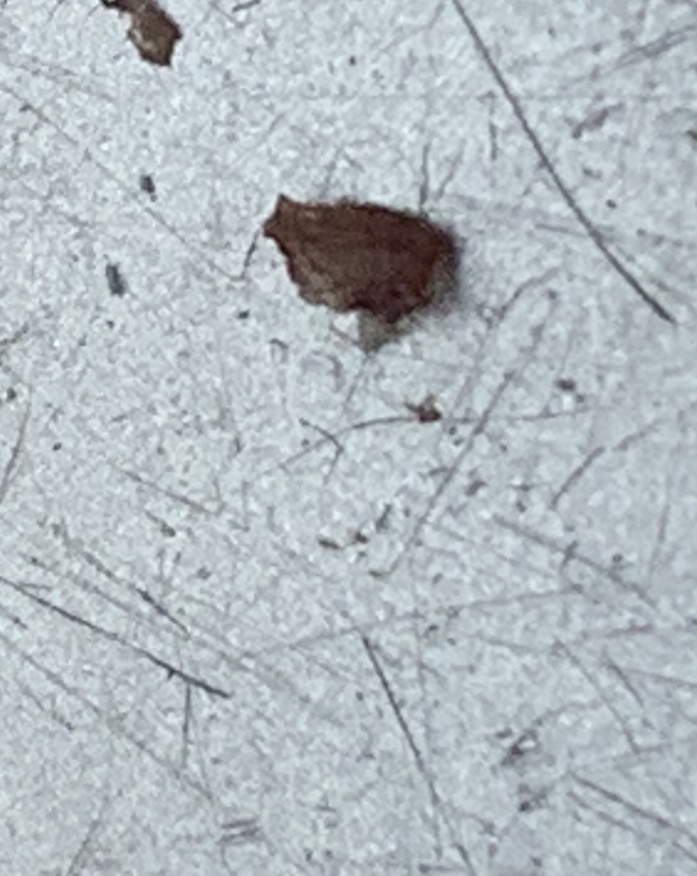 Bed Bug (unclear identification from image)