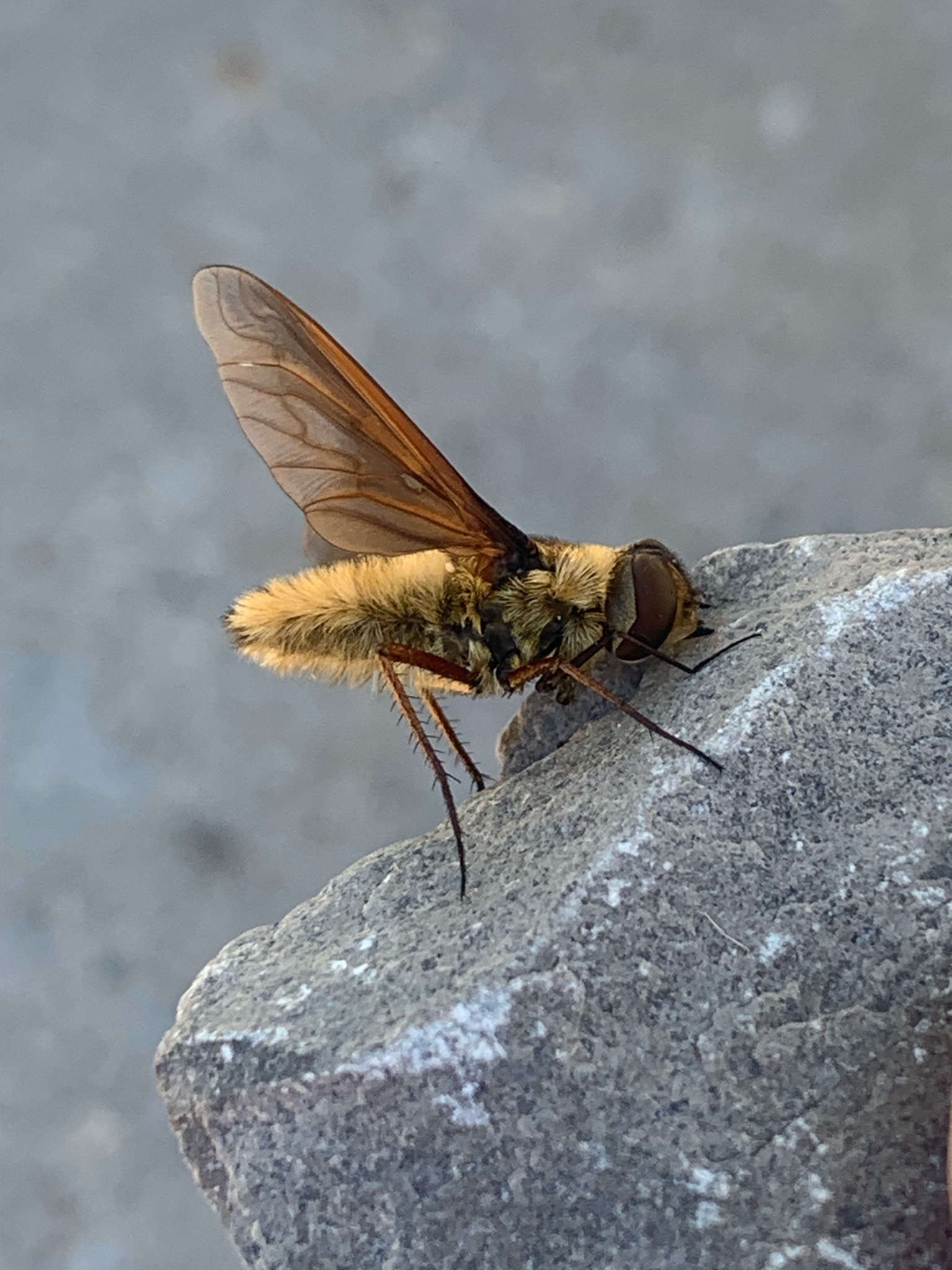 Bee fly