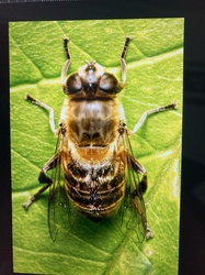 Bee fly (hoverfly mimic)
